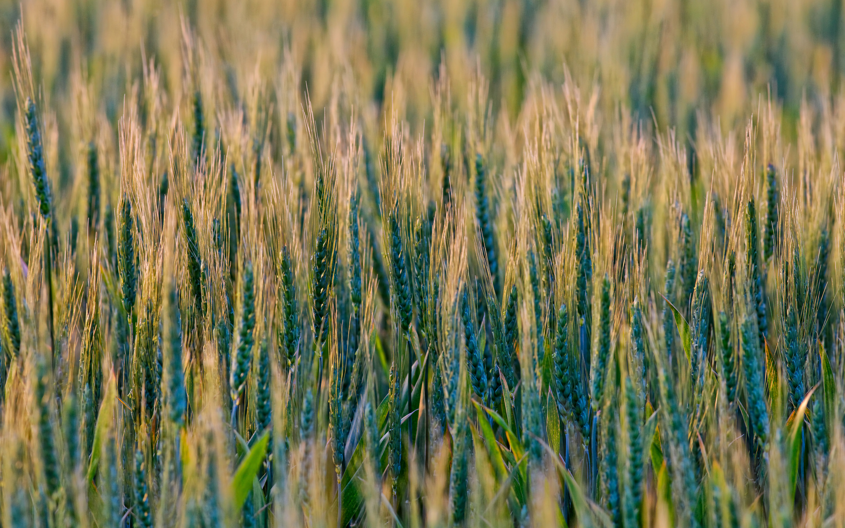 Скачать обои бесплатно Пшеница, Земля/природа картинка на рабочий стол ПК