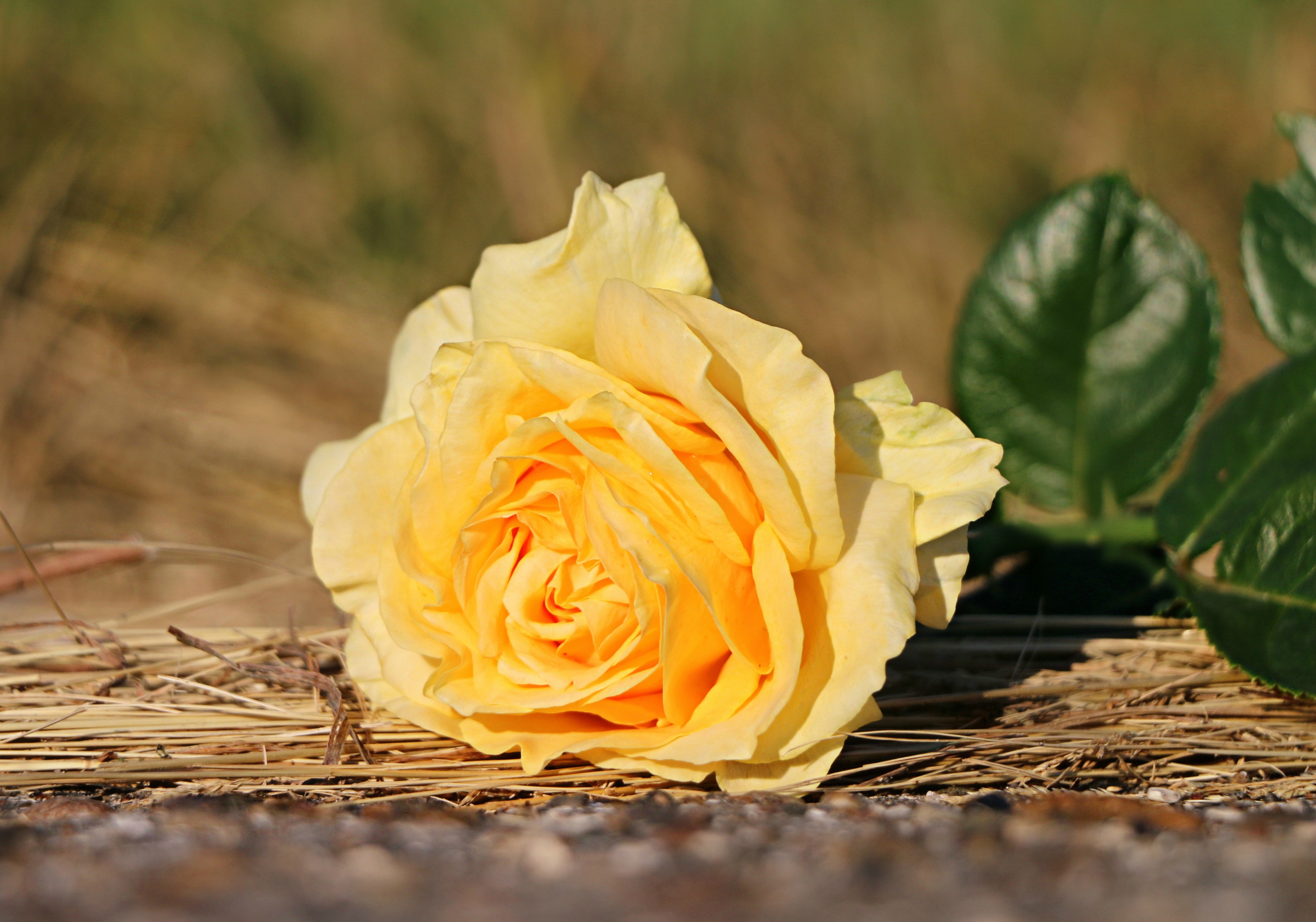 Téléchargez des papiers peints mobile Fleurs, Rose, Une Rose Jaune, Fleur Jaune, Terre/nature gratuitement.