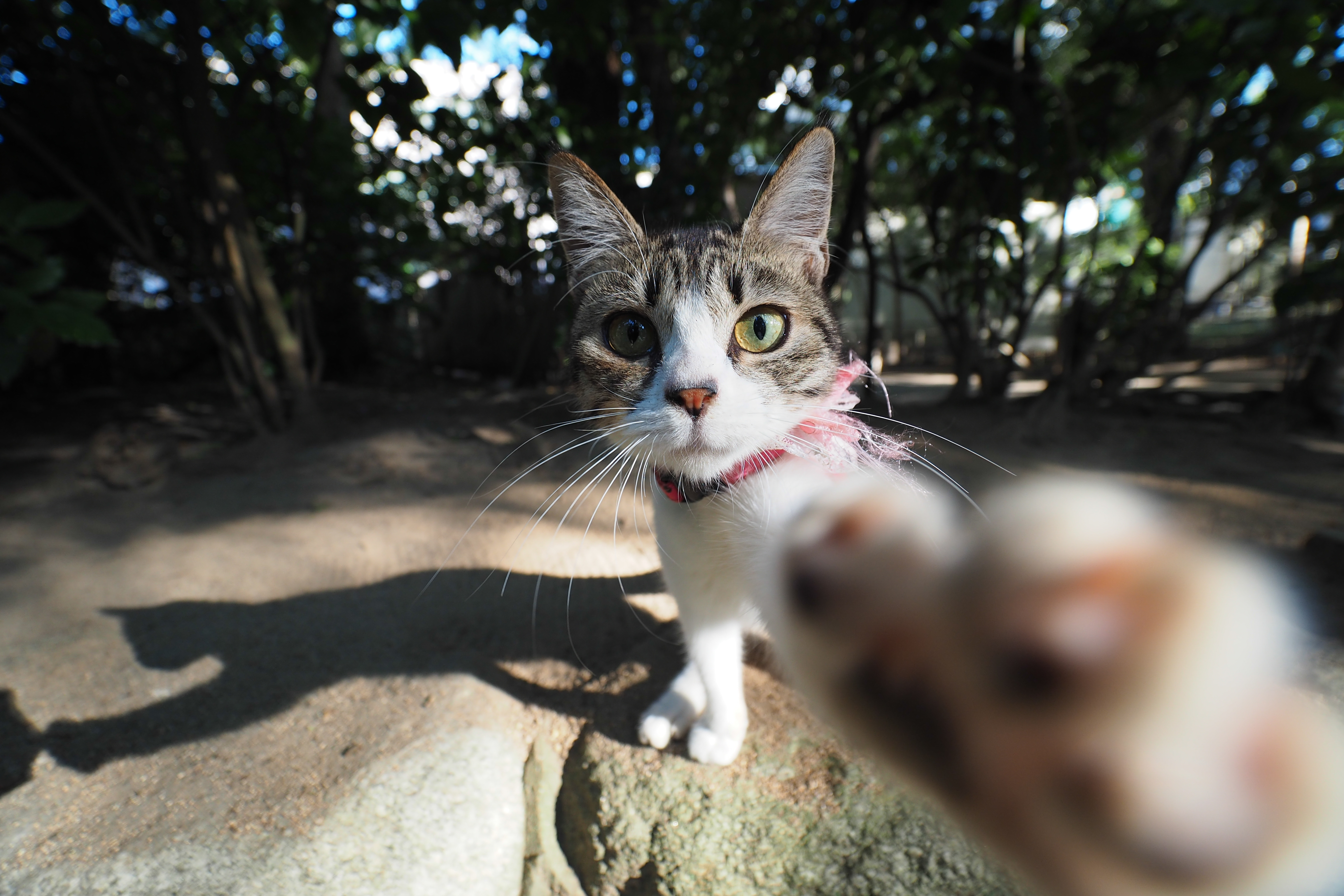 無料モバイル壁紙動物, ネコ, 猫をダウンロードします。