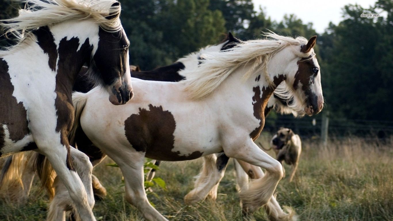 無料モバイル壁紙動物, 馬をダウンロードします。