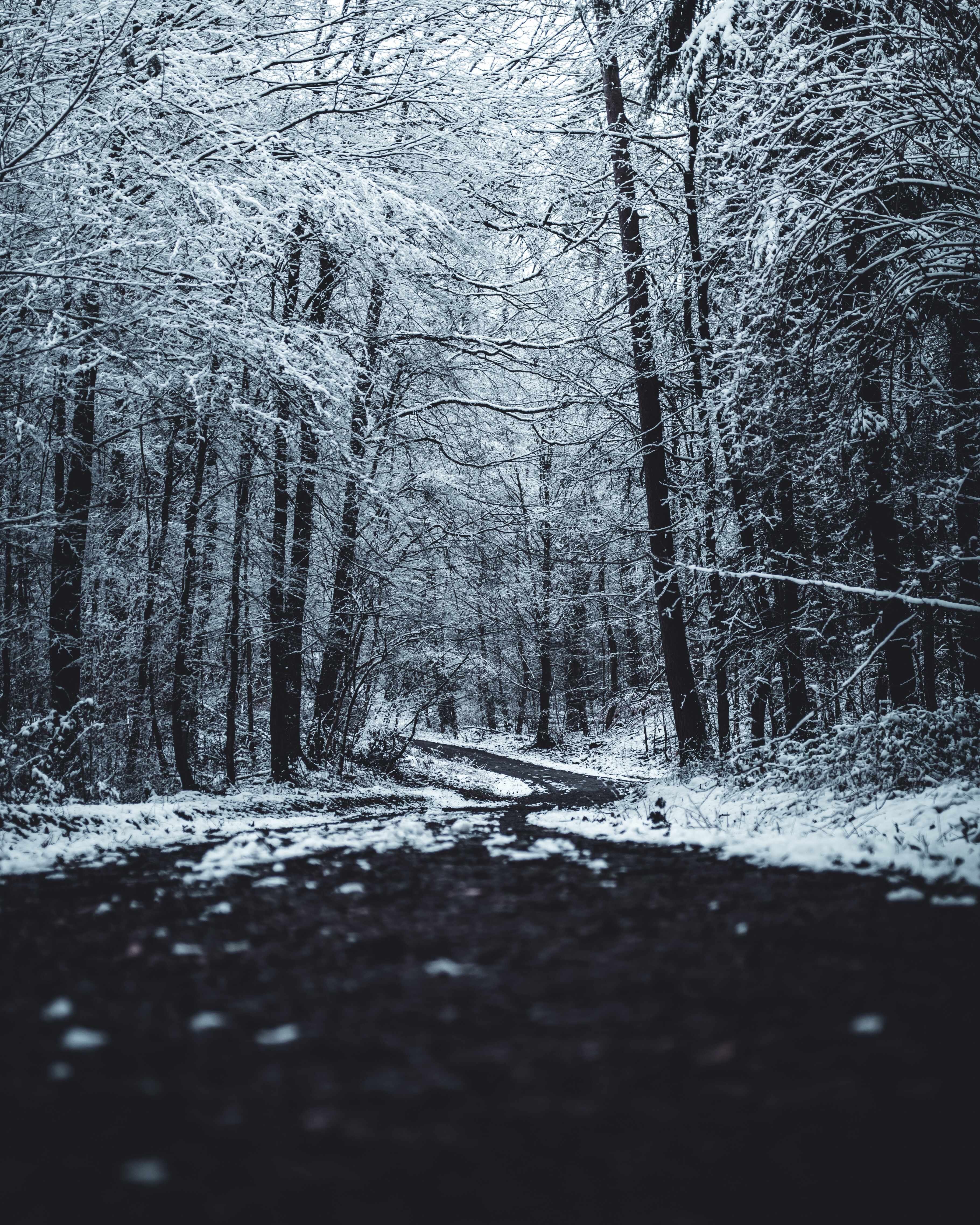 Free download wallpaper Path, Trail, Winter, Nature, Forest, Trees on your PC desktop