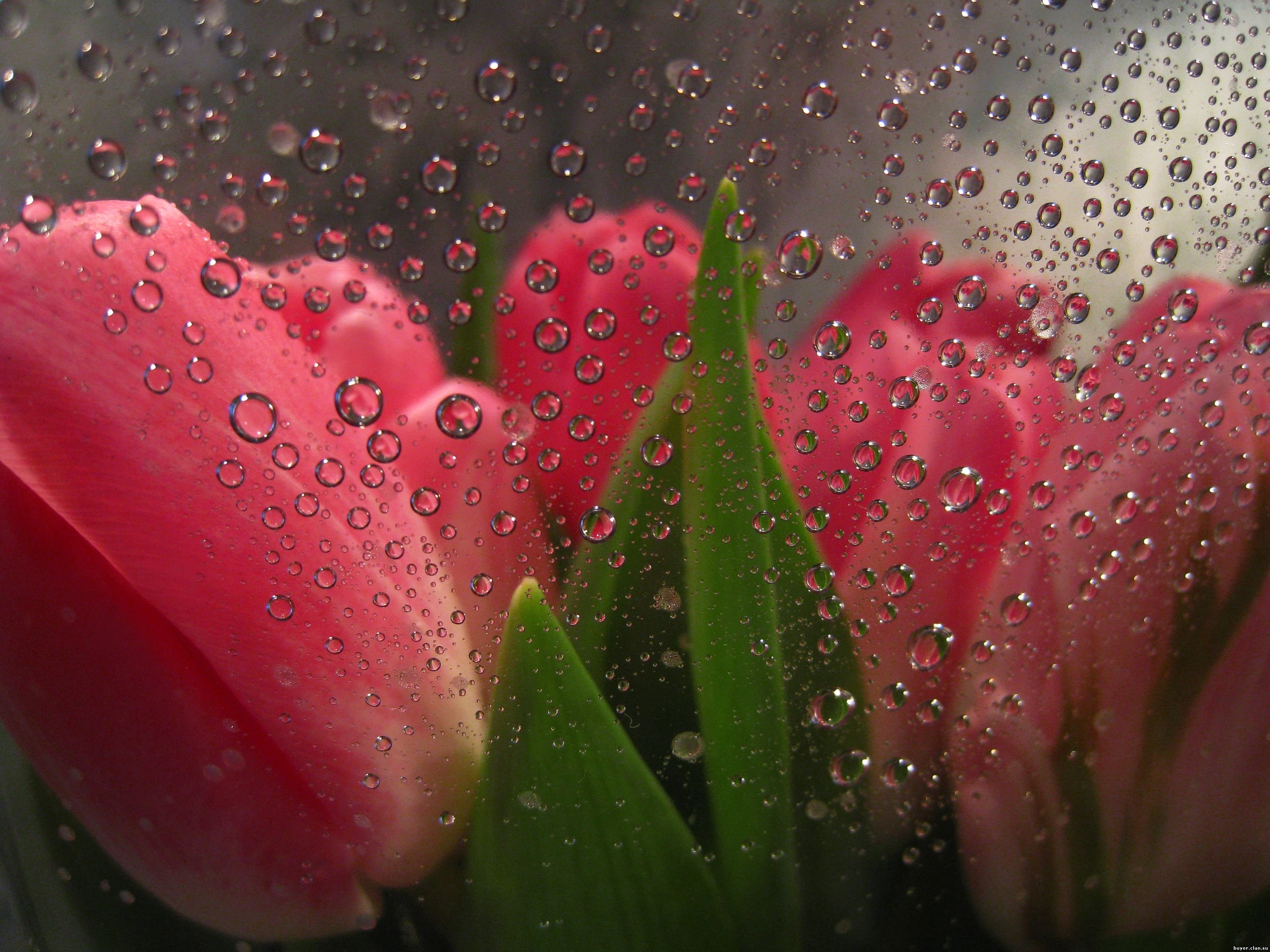 58770 télécharger l'image macro, tulipes, drops, des fleurs derrière une vitre, fleurs derrière la vitre - fonds d'écran et économiseurs d'écran gratuits