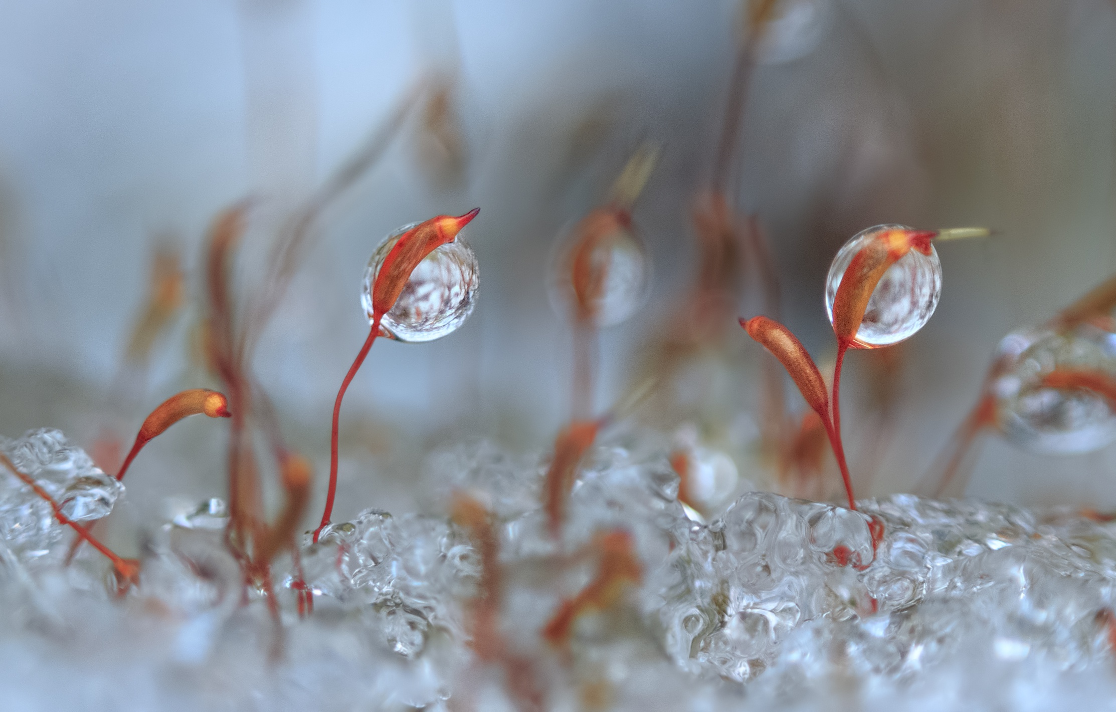 Download mobile wallpaper Plant, Macro, Blur, Earth, Water Drop for free.