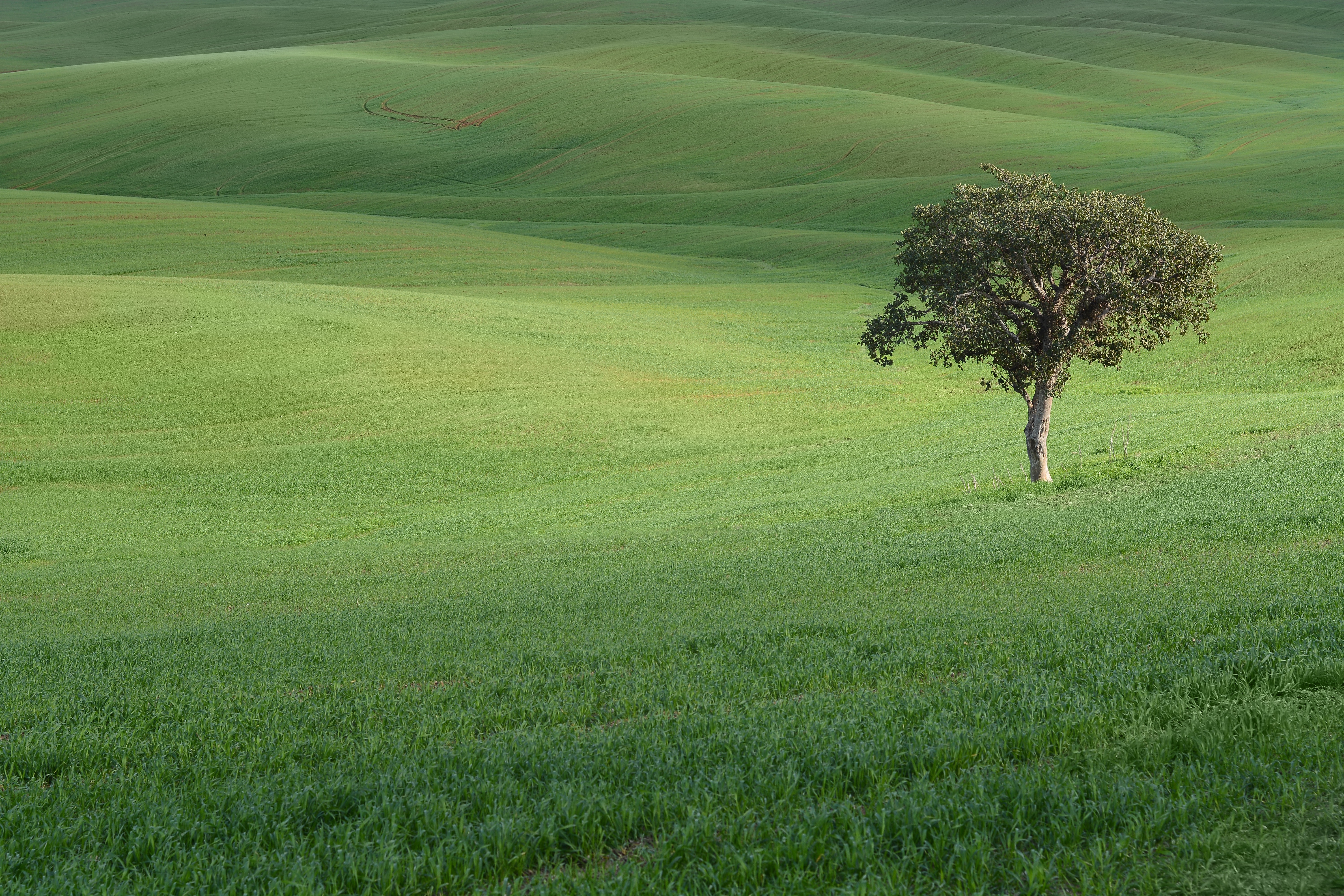 Download mobile wallpaper Tree, Field, Wood, Grass, Hills, Landscape, Nature for free.