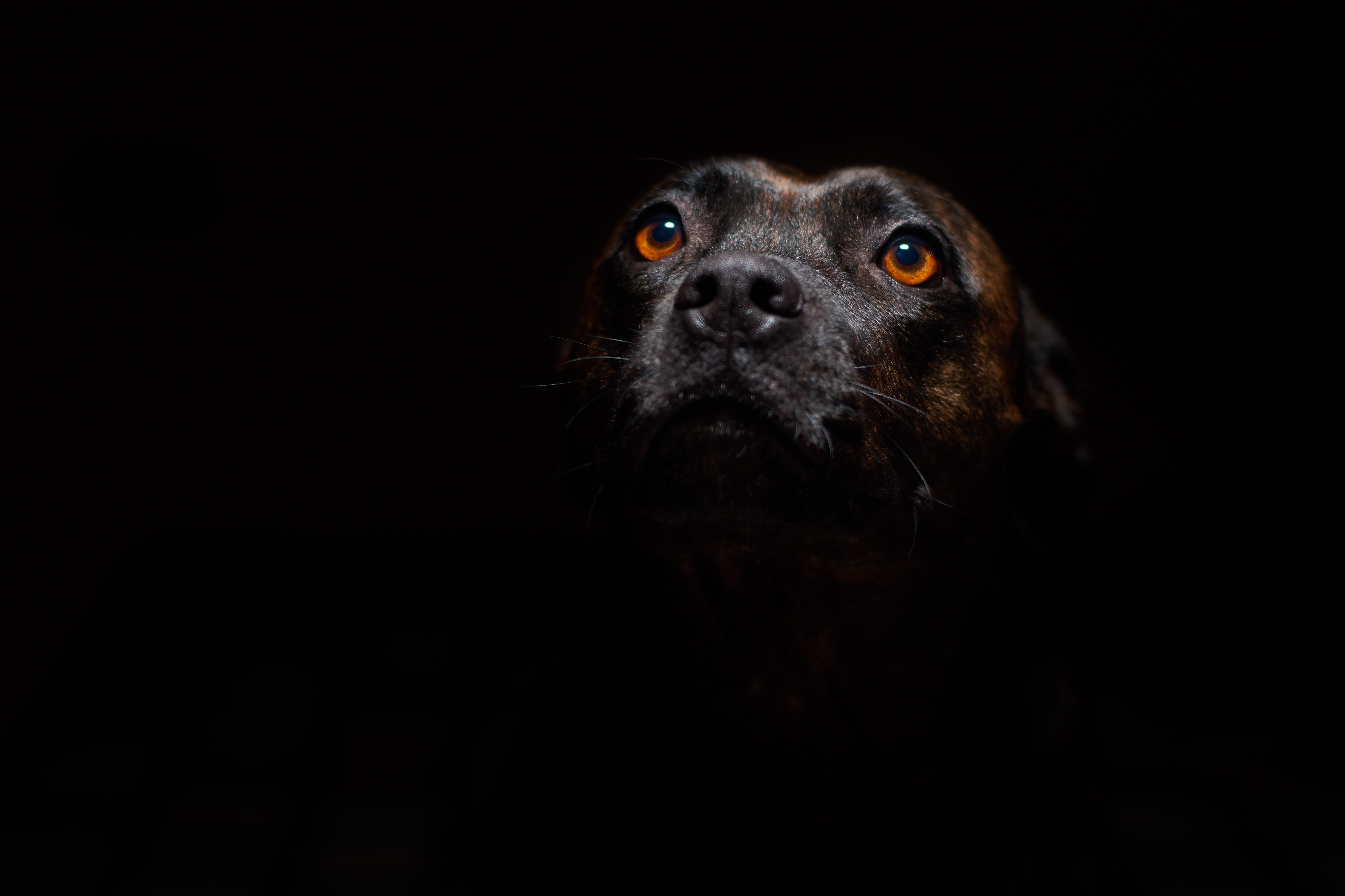 Laden Sie das Schnauze, Sicht, Meinung, Hund, Dunkel, Tiere-Bild kostenlos auf Ihren PC-Desktop herunter