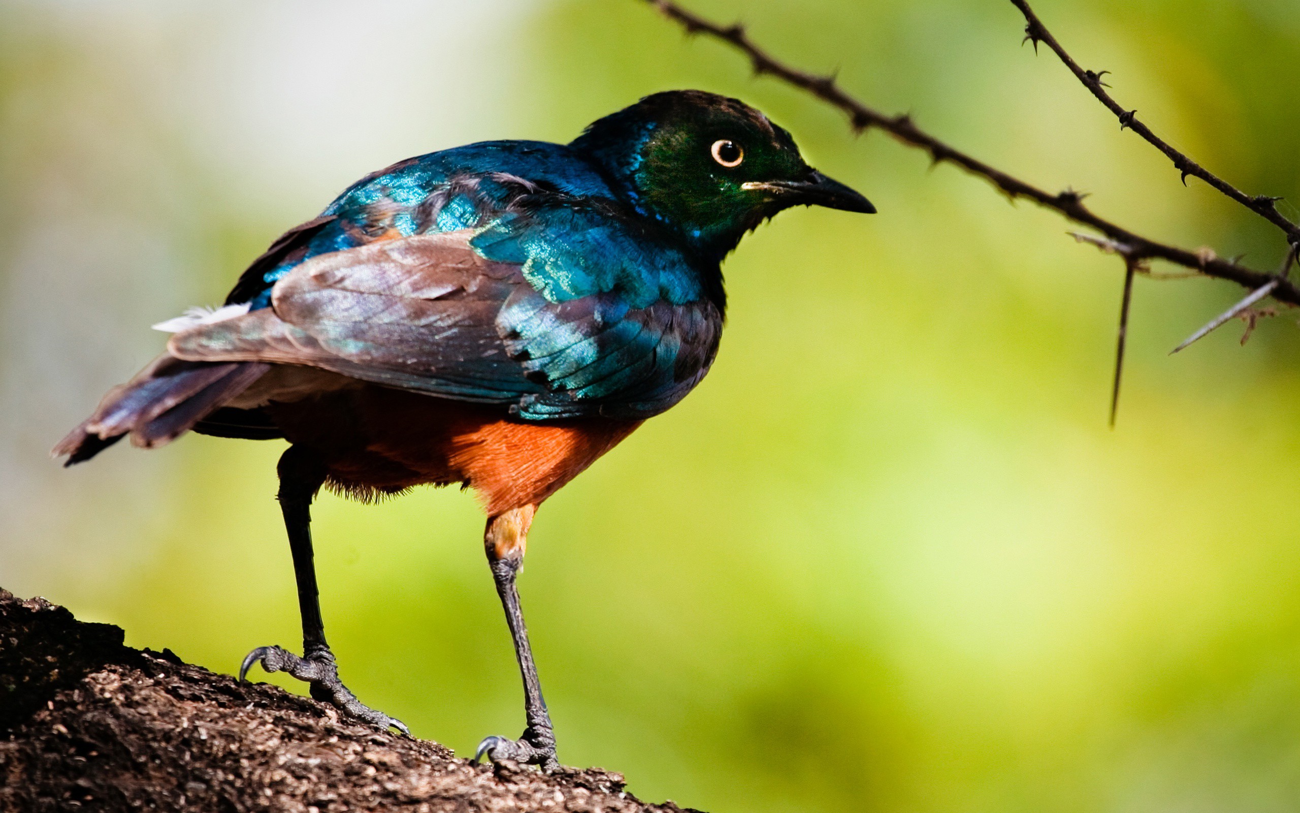 Baixar papel de parede para celular de Animais, Aves, Pássaro gratuito.