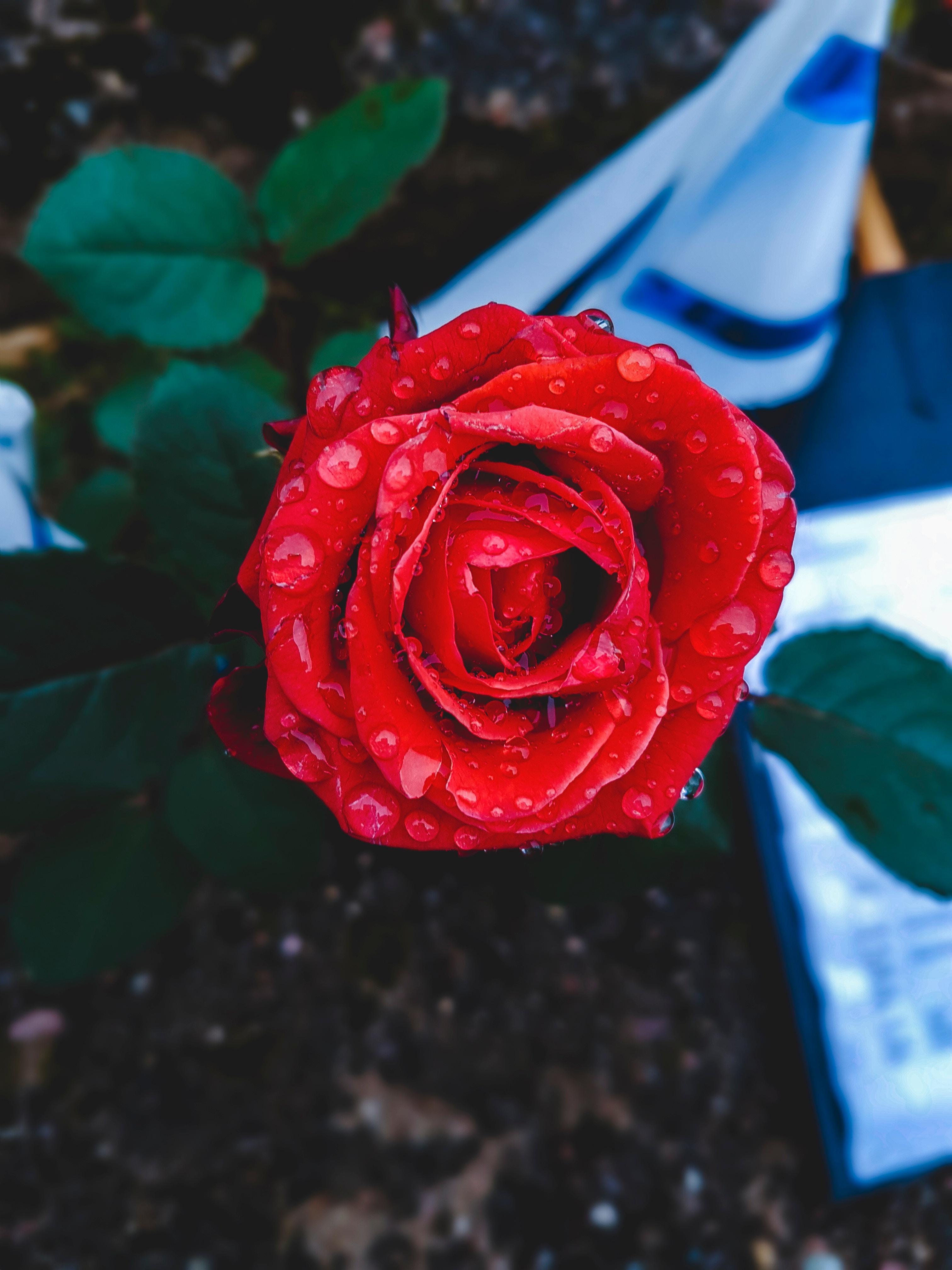 Laden Sie das Drops, Rose, Knospe, Bud, Blumen, Nahaufnahme-Bild kostenlos auf Ihren PC-Desktop herunter