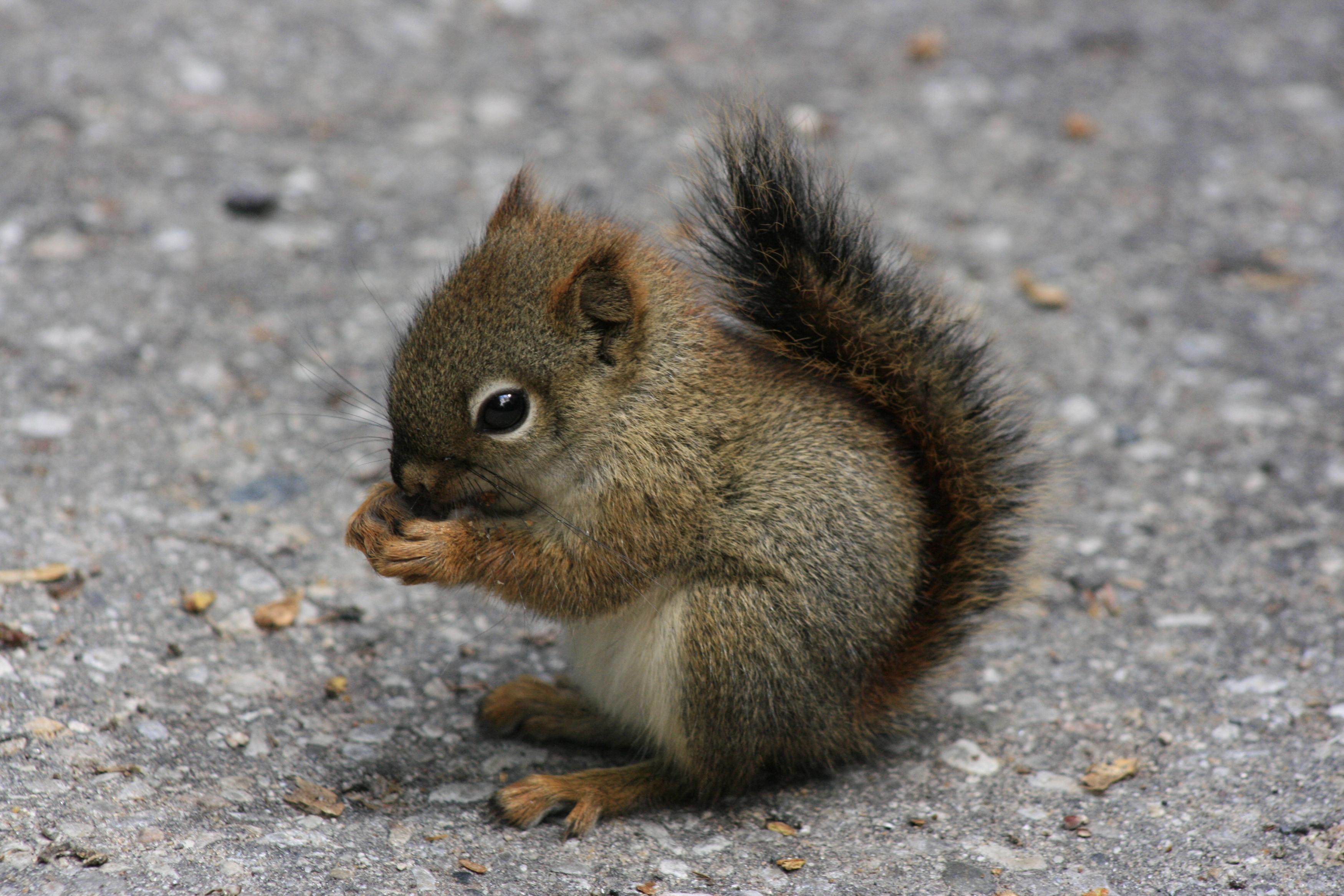 Download mobile wallpaper Animals, Sit, Road, Food, Squirrel for free.