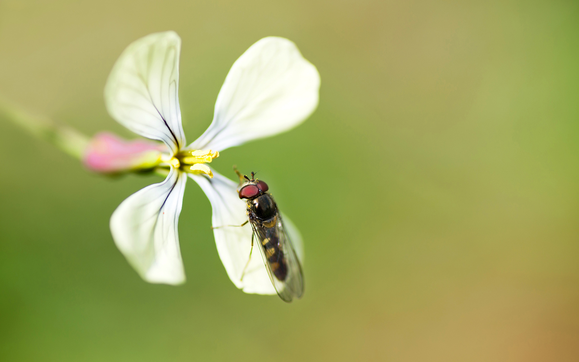 animal, hoverfly, flower