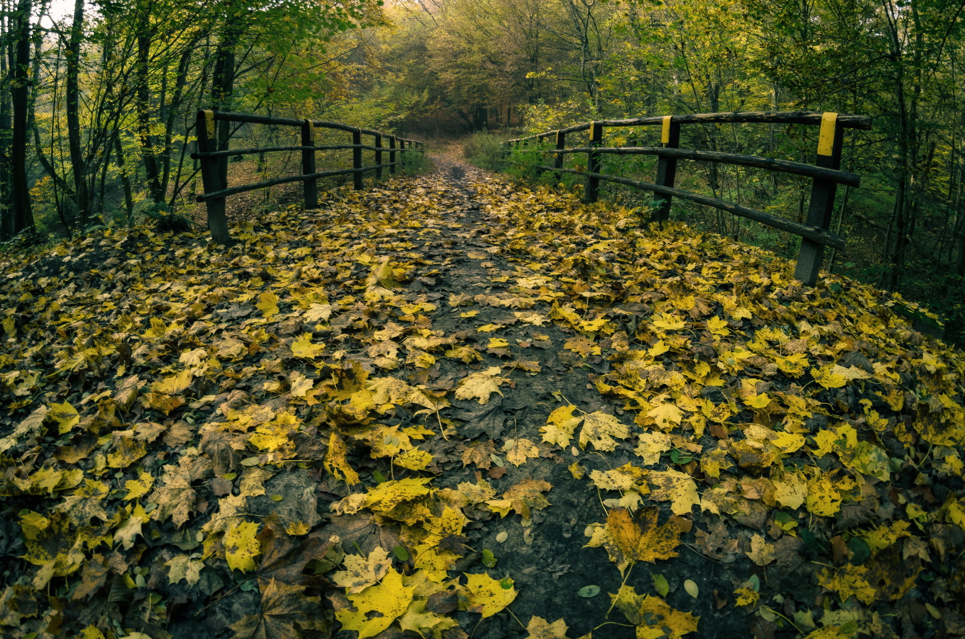 Free download wallpaper Leaf, Fall, Path, Man Made on your PC desktop