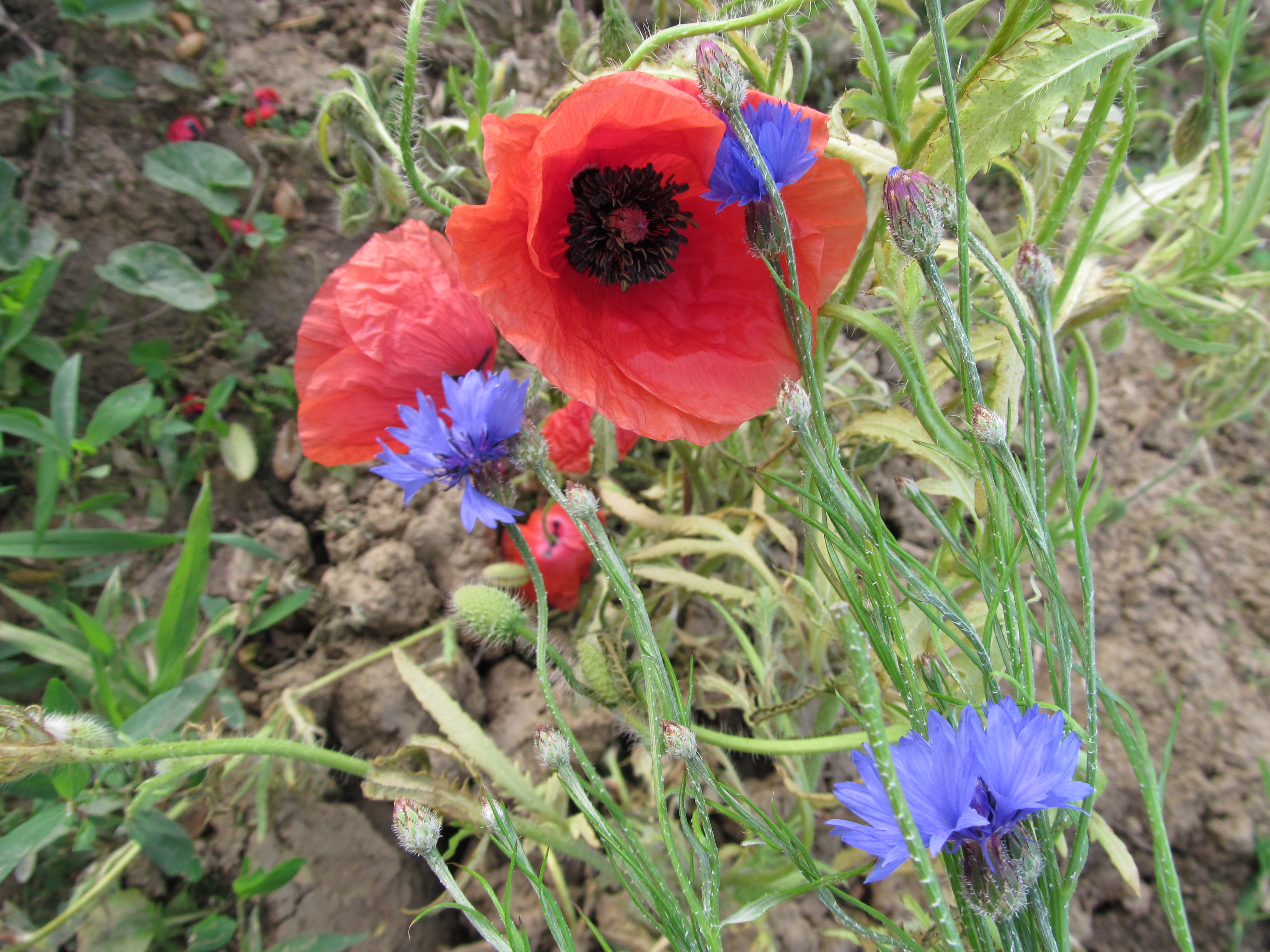 Handy-Wallpaper Blumen, Mohn, Erde/natur kostenlos herunterladen.