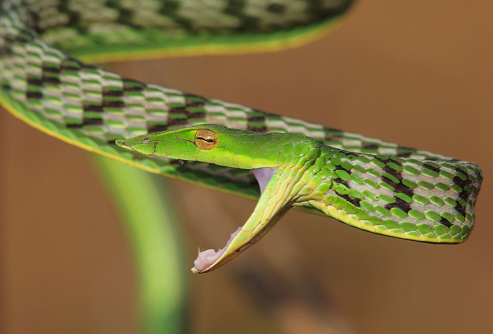 Handy-Wallpaper Schlange, Reptilien, Tiere kostenlos herunterladen.