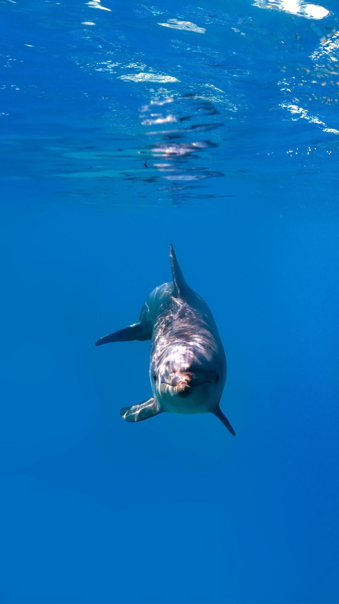 Скачать картинку Животные, Дельфин, Подводный в телефон бесплатно.