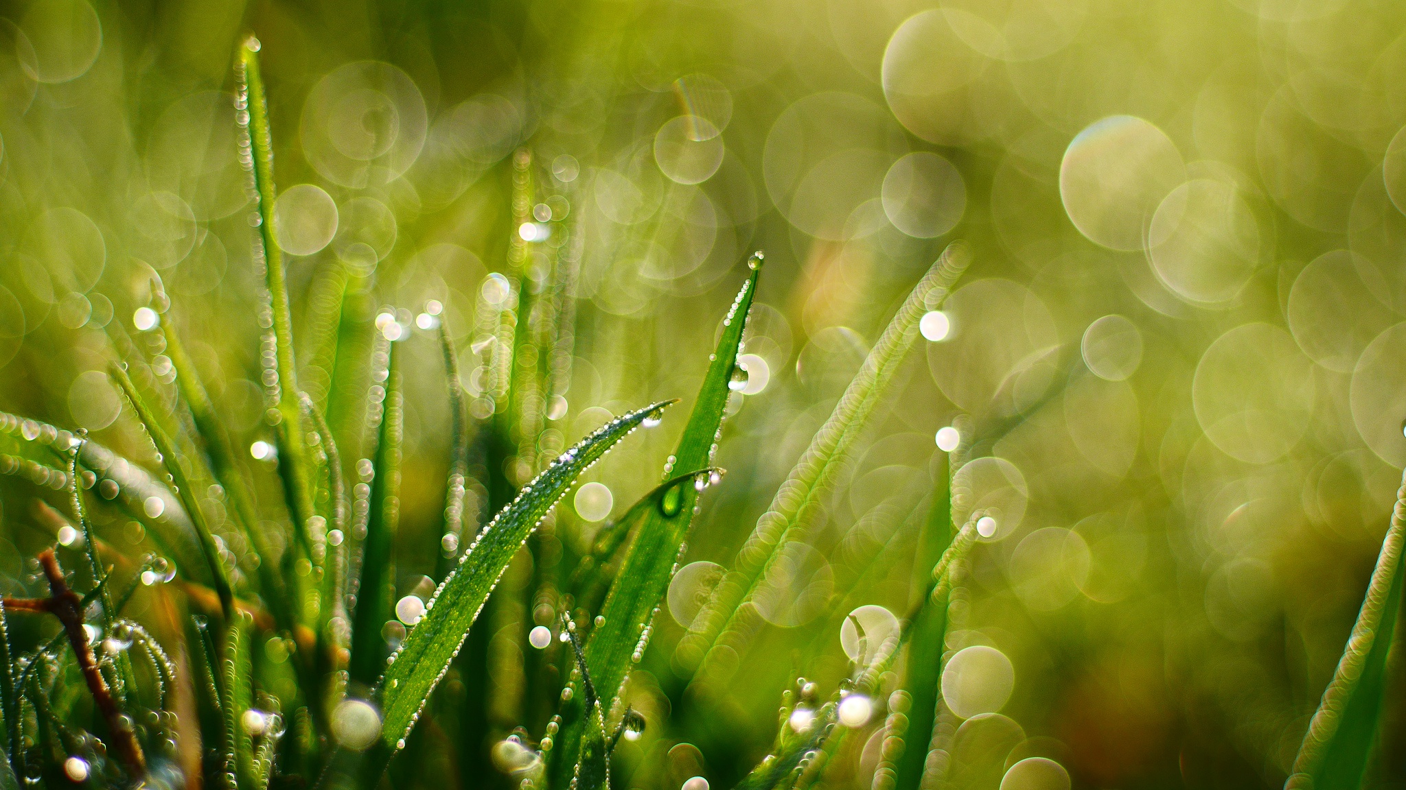 Descarga gratis la imagen Hierba, Bokeh, Tierra/naturaleza, Gota De Agua, Macrofotografía en el escritorio de tu PC