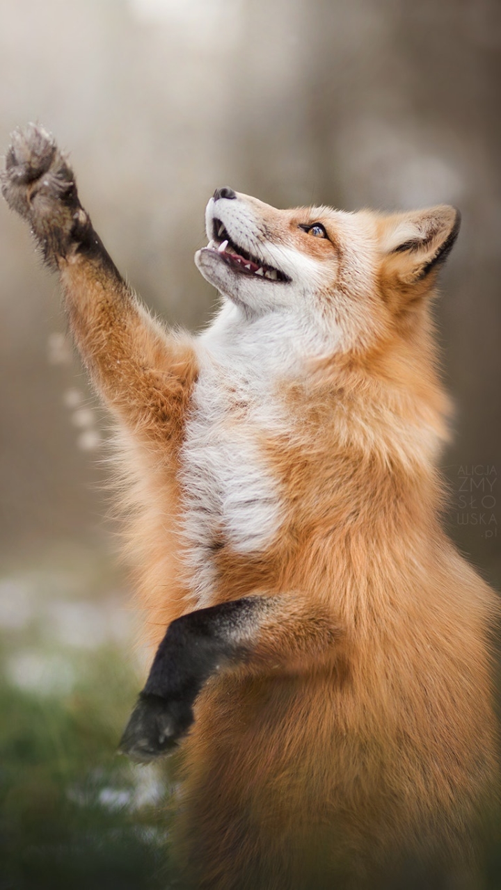 Download mobile wallpaper Fox, Animal, Paw for free.