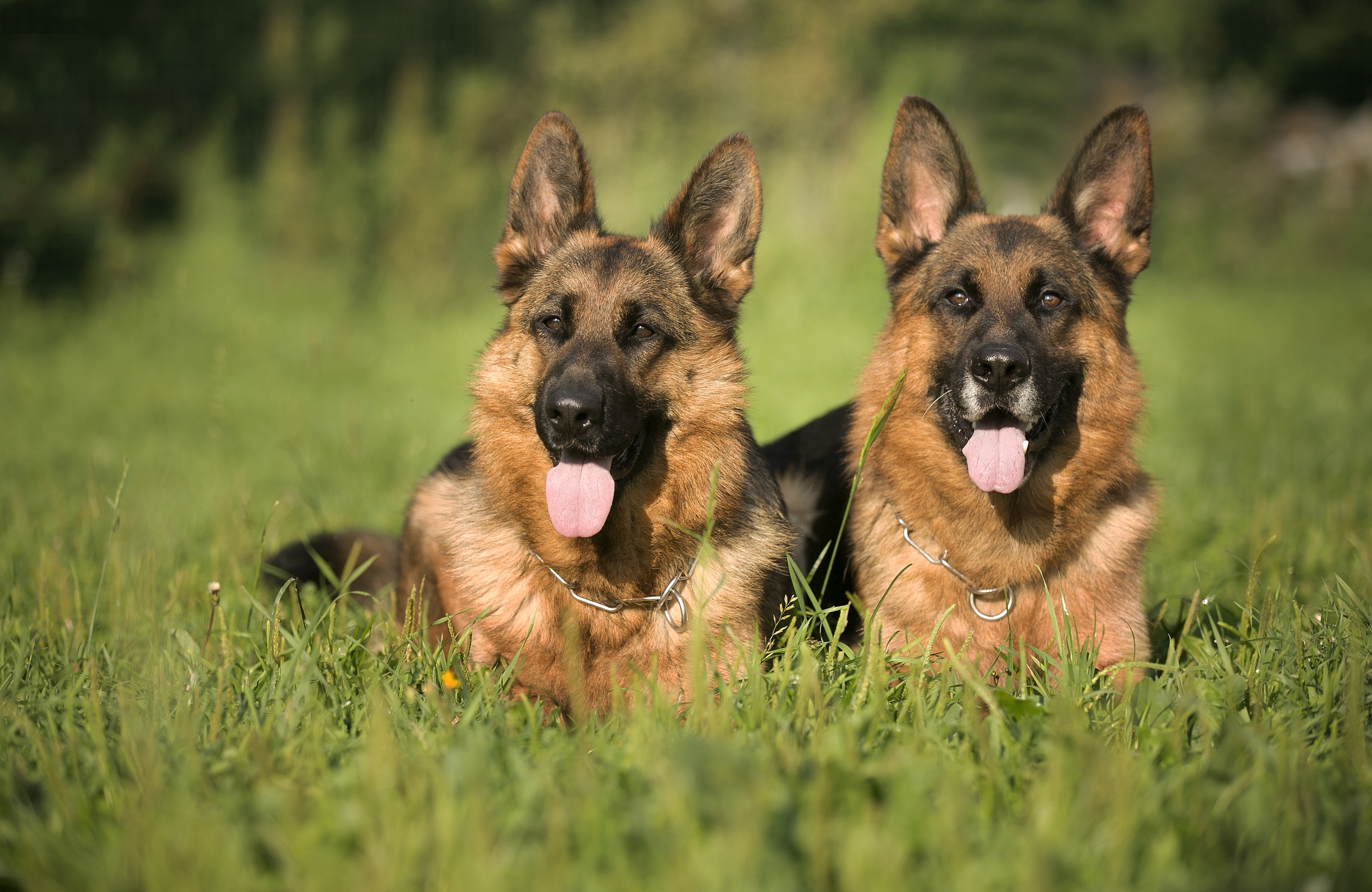 Download mobile wallpaper Dogs, Grass, Dog, Animal, Bokeh, German Shepherd for free.