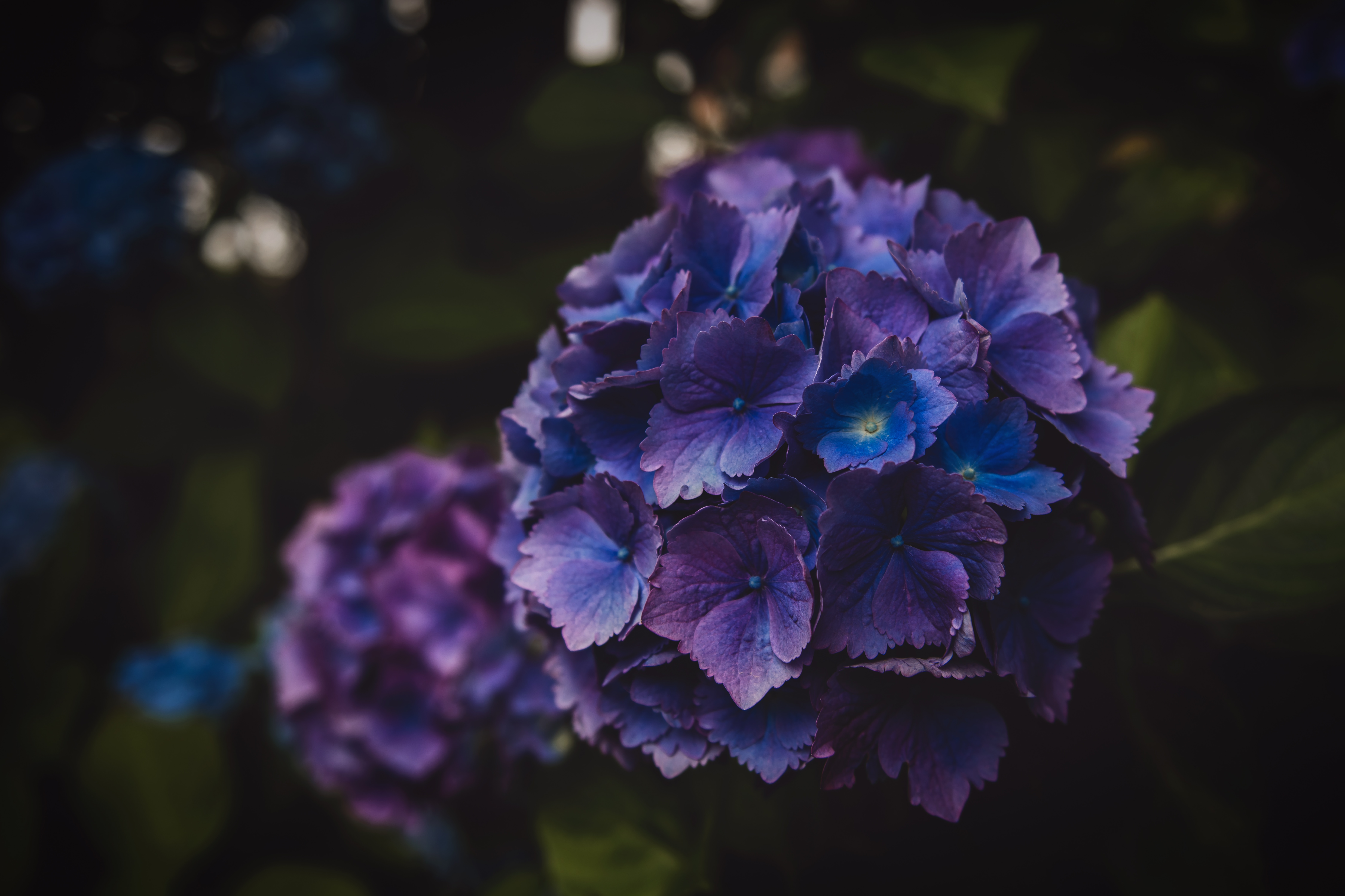 violet, flowers, macro, purple, hydrangea, inflorescence