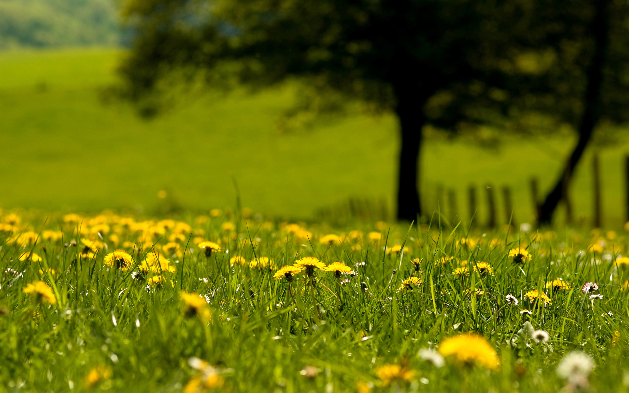 Download mobile wallpaper Nature, Grass, Earth, Field, Dandelion, Yellow Flower for free.