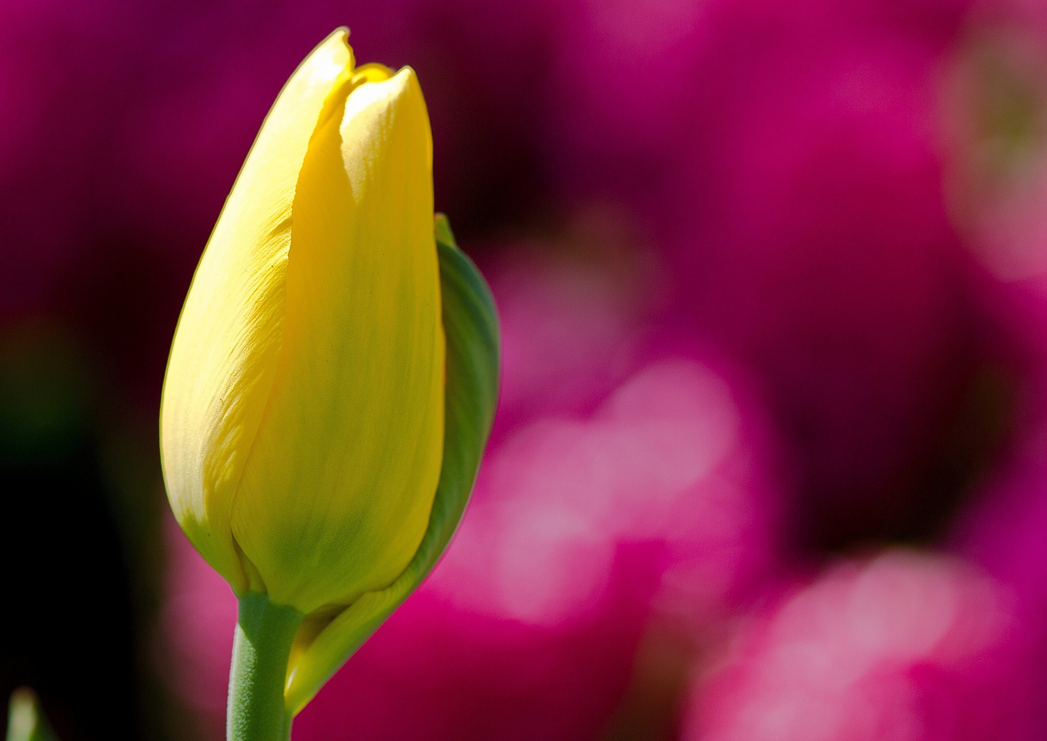 Téléchargez gratuitement l'image Fleurs, Tulipe, Terre/nature sur le bureau de votre PC