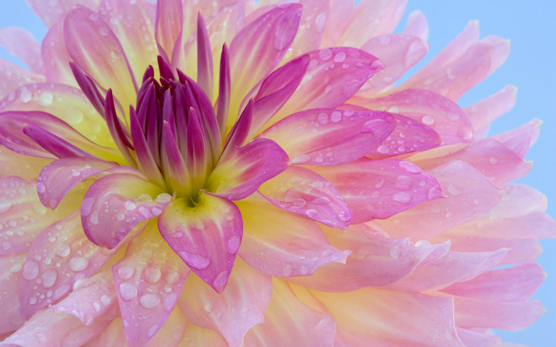 Download mobile wallpaper Flowers, Flower, Earth, Dahlia, Purple Flower, Water Drop for free.
