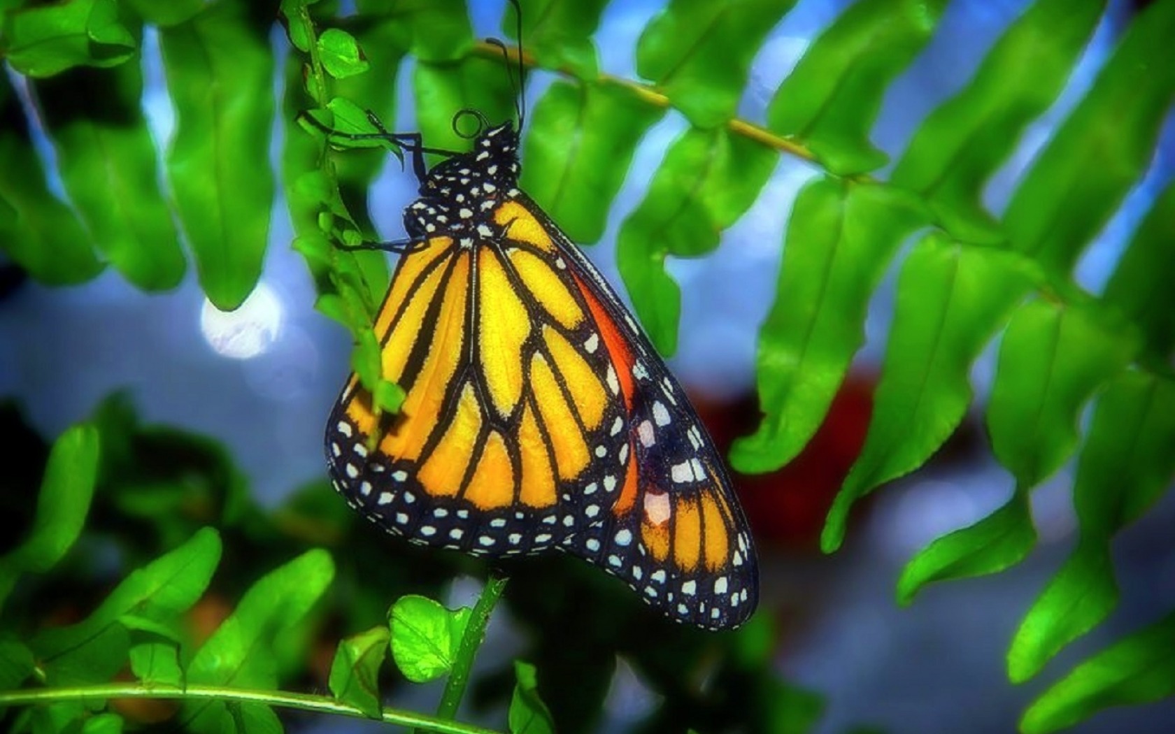 Free download wallpaper Leaf, Butterfly, Animal on your PC desktop