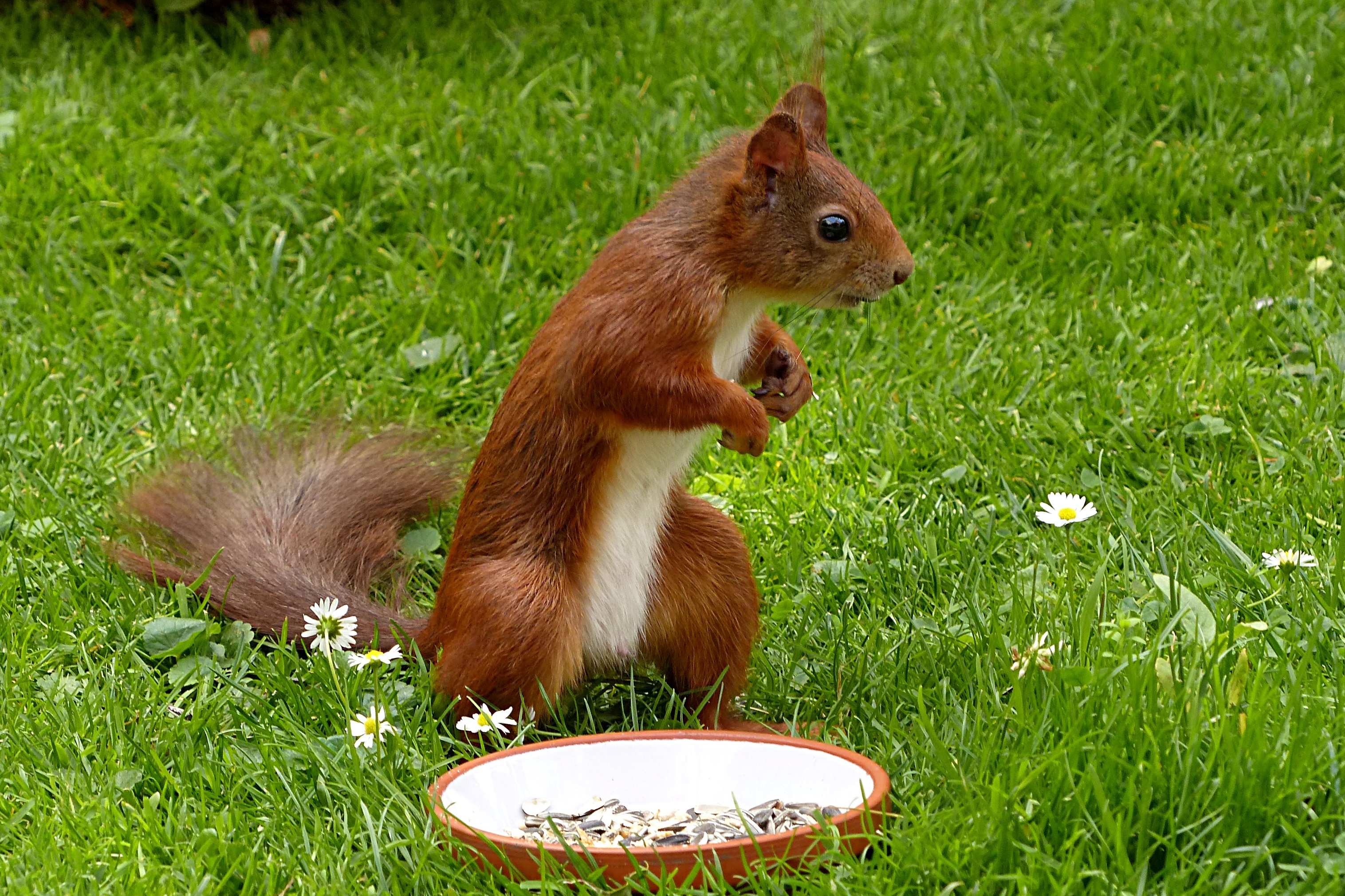 Free download wallpaper Squirrel, Grass, Animal, Rodent on your PC desktop