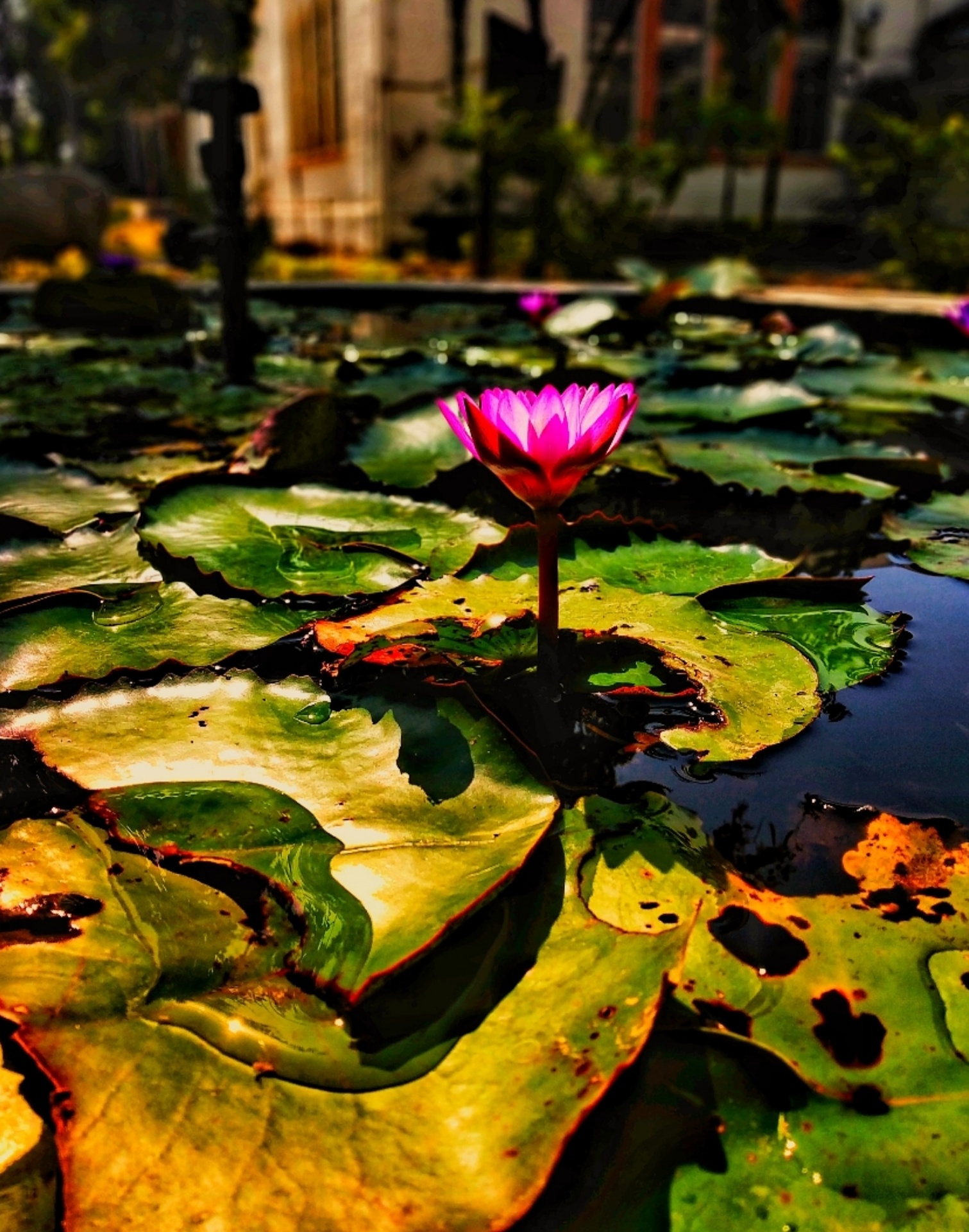 Free download wallpaper Water, Lotus, Flowers, Leaves, Water Lily, Flower on your PC desktop