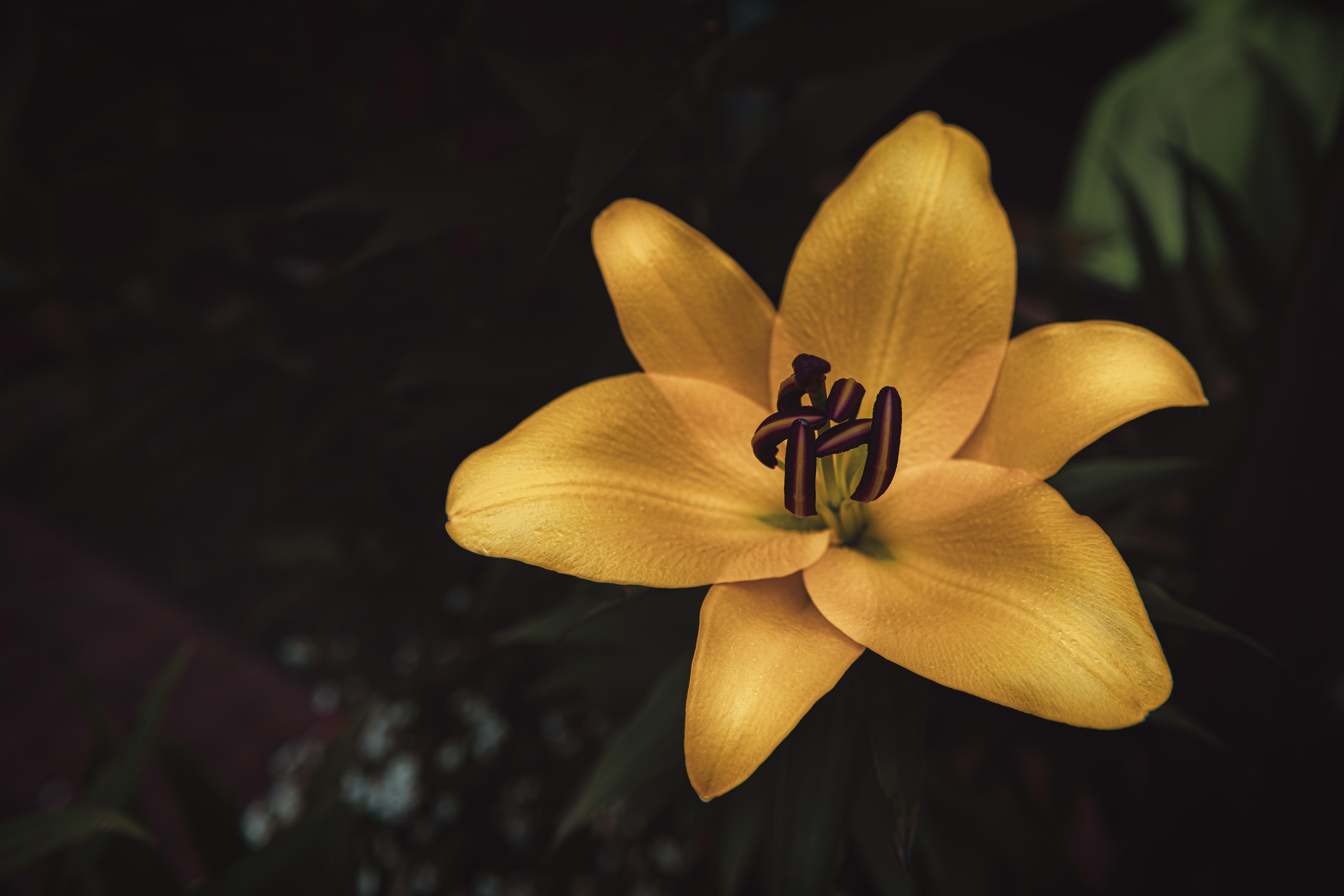 131075 descargar imagen flores, amarillo, flor, de cerca, primer plano, florecer, floración, lirio, azucena: fondos de pantalla y protectores de pantalla gratis