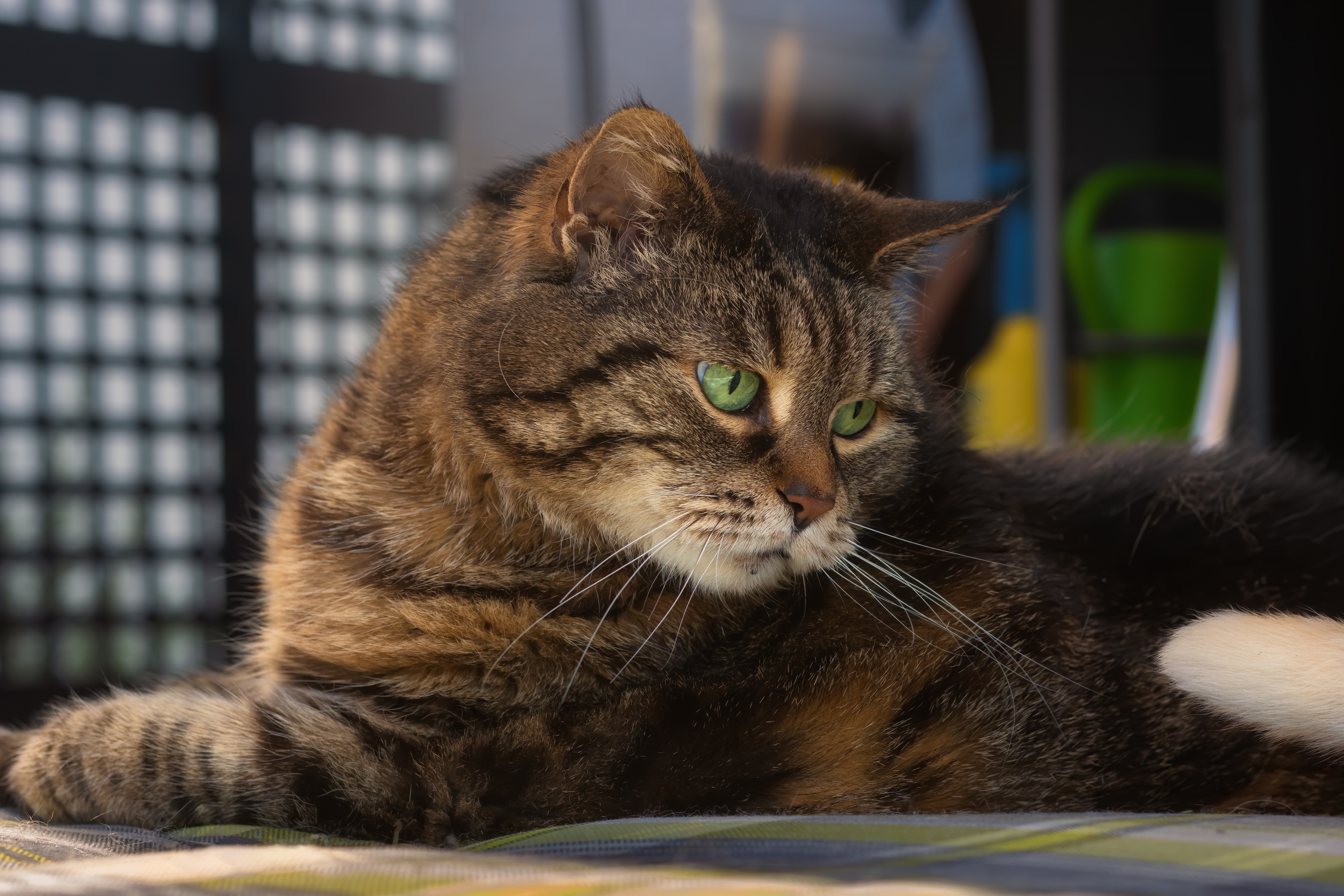 Baixe gratuitamente a imagem Animais, Gatos, Gato na área de trabalho do seu PC