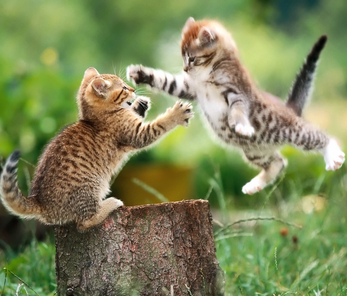 Download mobile wallpaper Cats, Cat, Kitten, Animal, Stump, Playing for free.