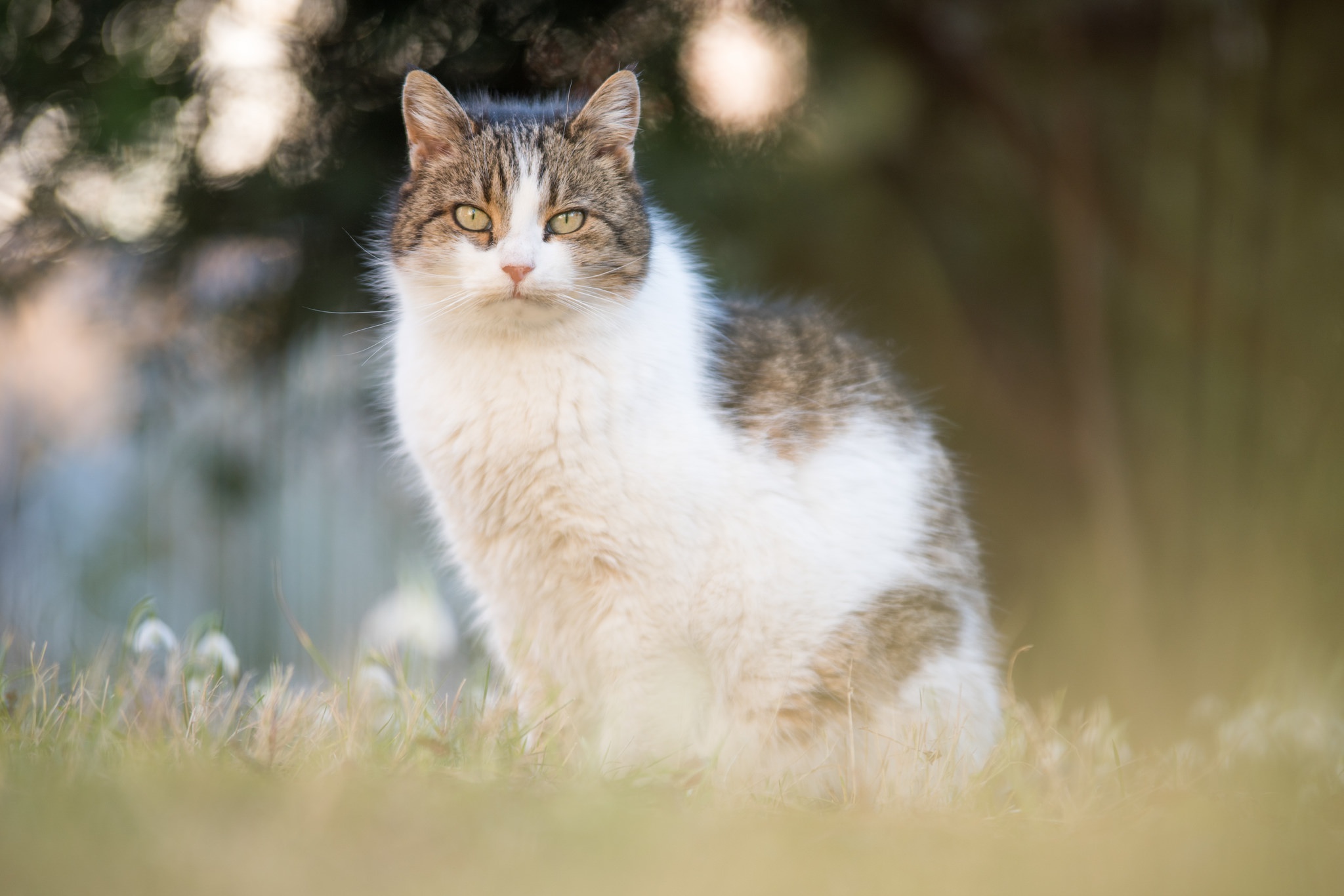 Laden Sie das Tiere, Katzen, Katze, Starren, Tiefenschärfe-Bild kostenlos auf Ihren PC-Desktop herunter