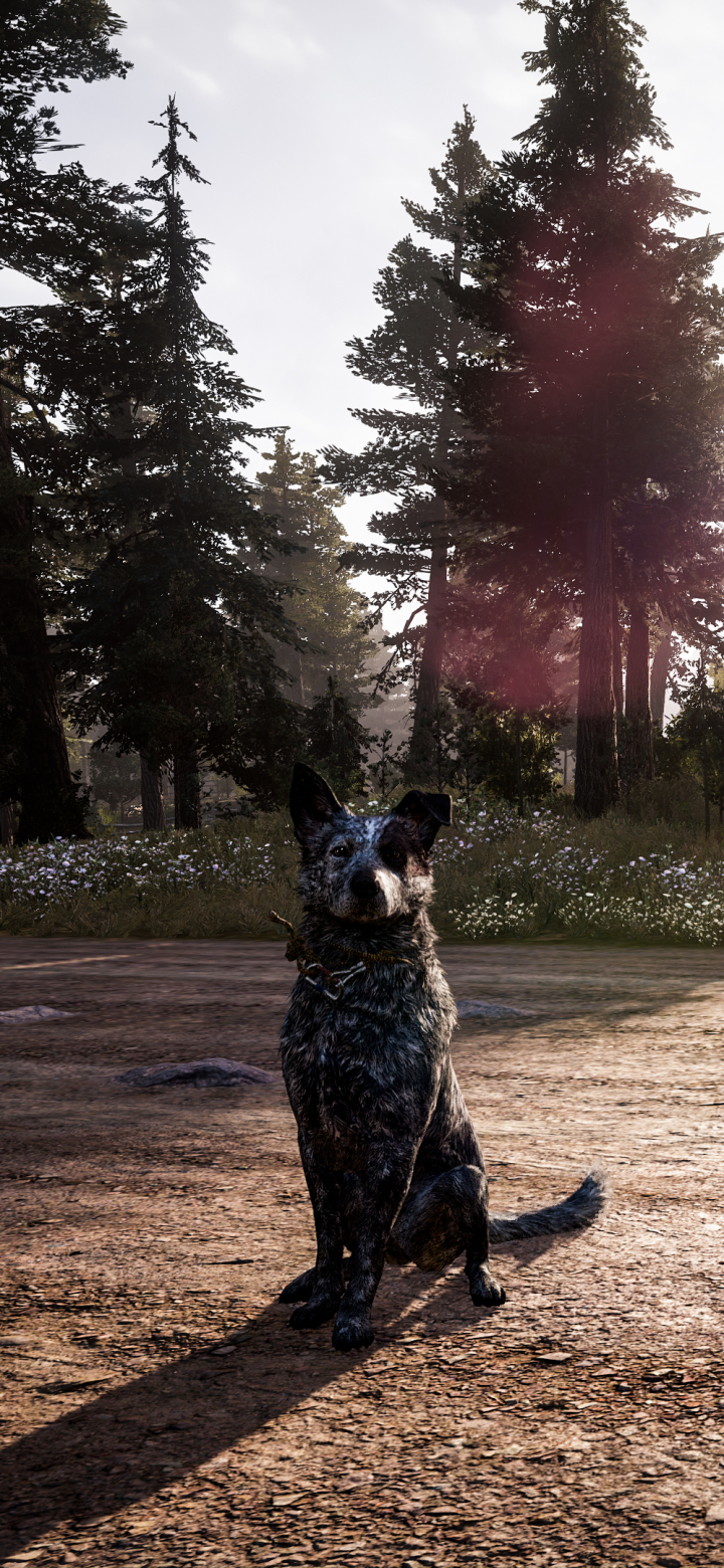 Download mobile wallpaper Dog, Video Game, Far Cry, Far Cry 5 for free.