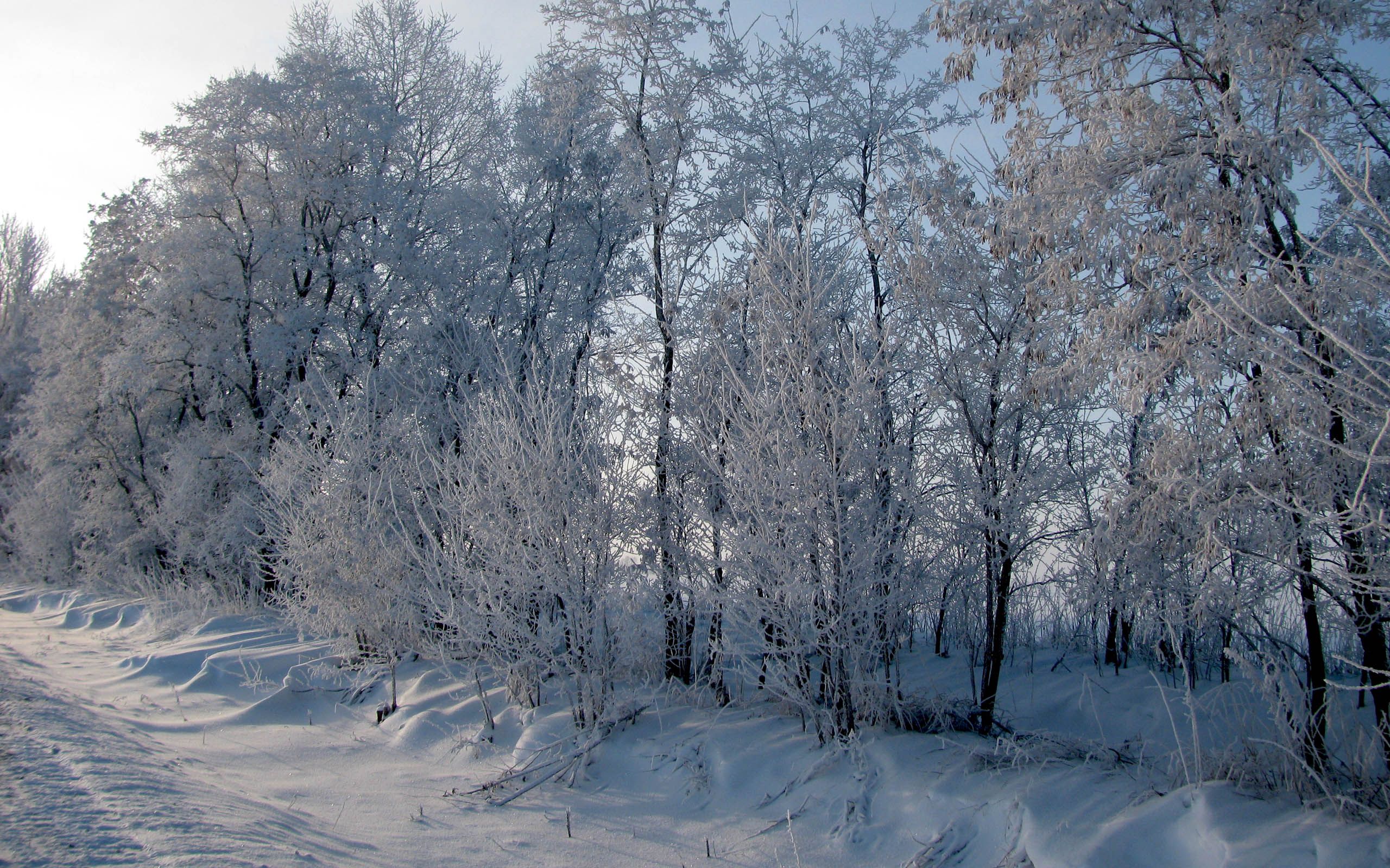 winter, nature, trees, snow, road, frost, hoarfrost, roadside, shoulder