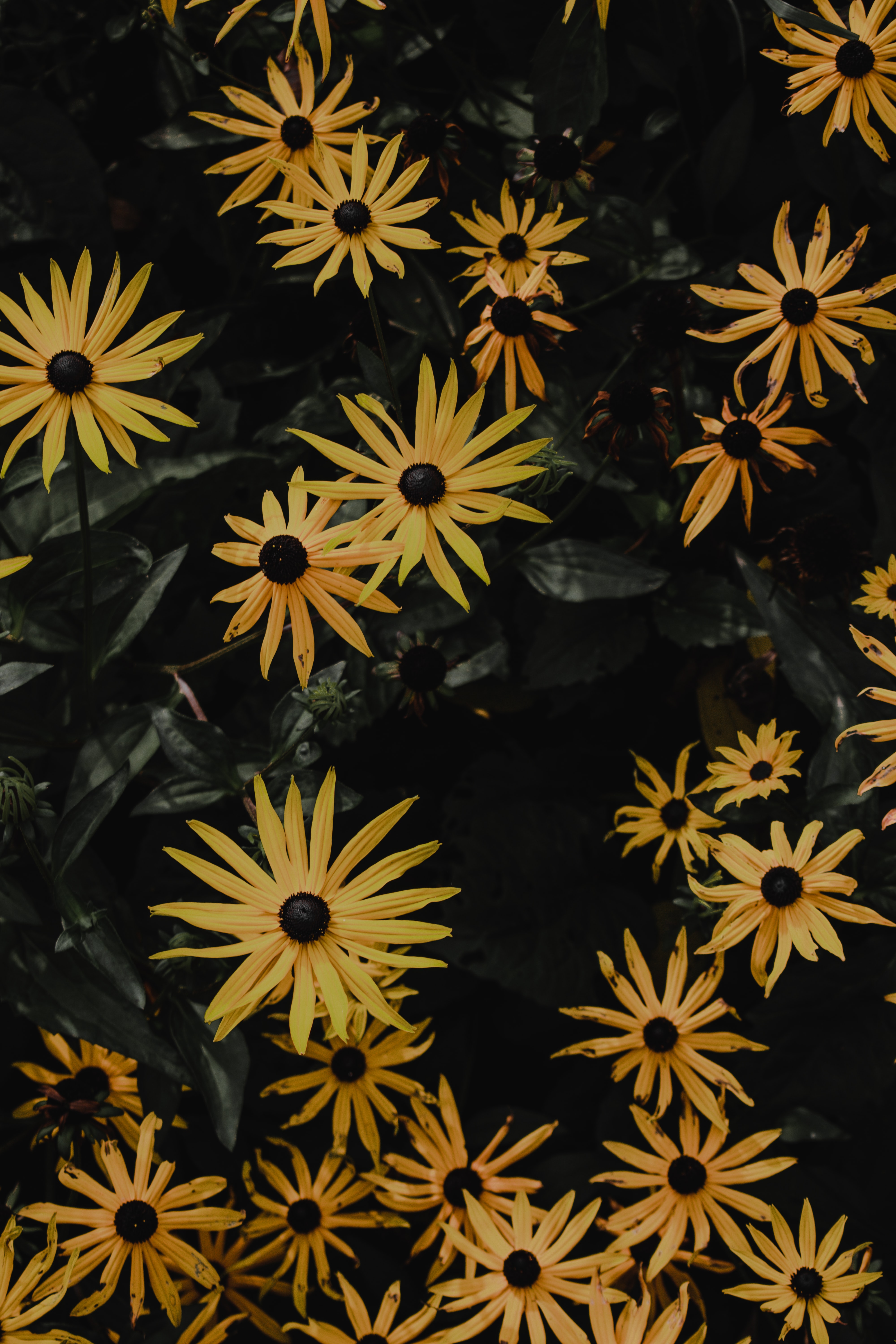 Free download wallpaper Flowers, Petals, Chamomile, Camomile, Flower on your PC desktop
