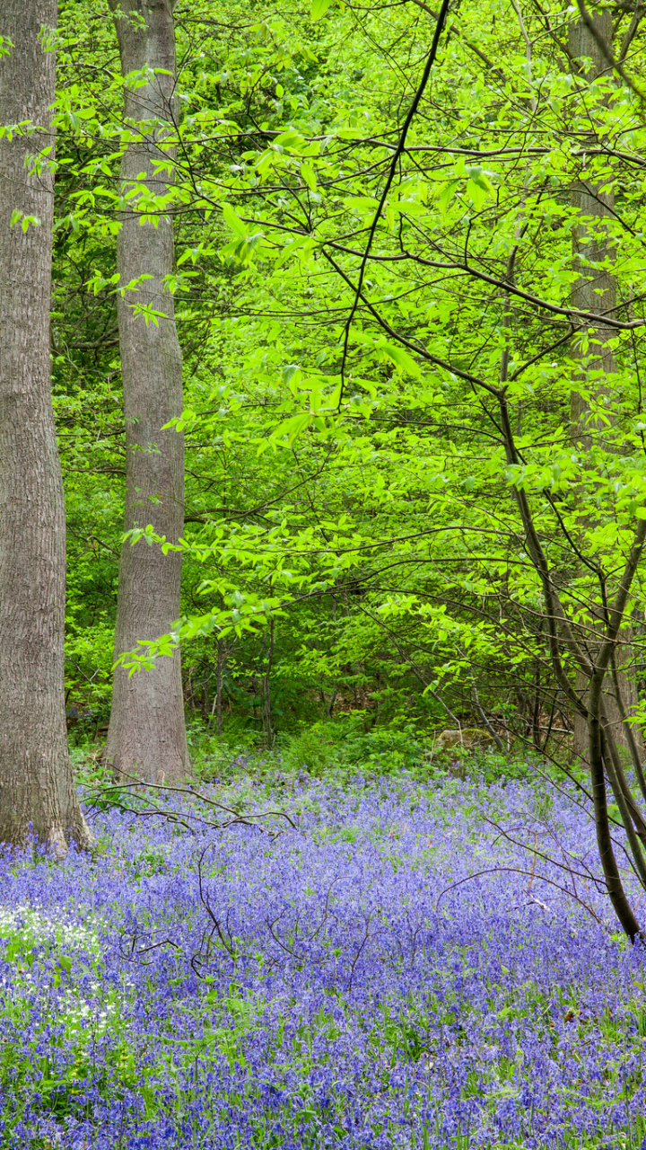 Handy-Wallpaper Natur, Blumen, Blume, Lila Blume, Erde/natur kostenlos herunterladen.