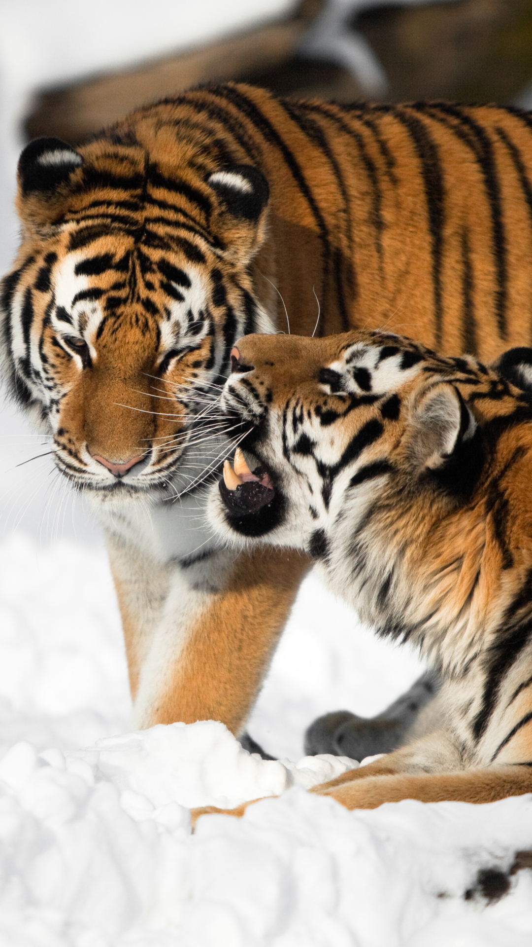 Скачати мобільні шпалери Сніг, Тигр, Тварина, Коти безкоштовно.