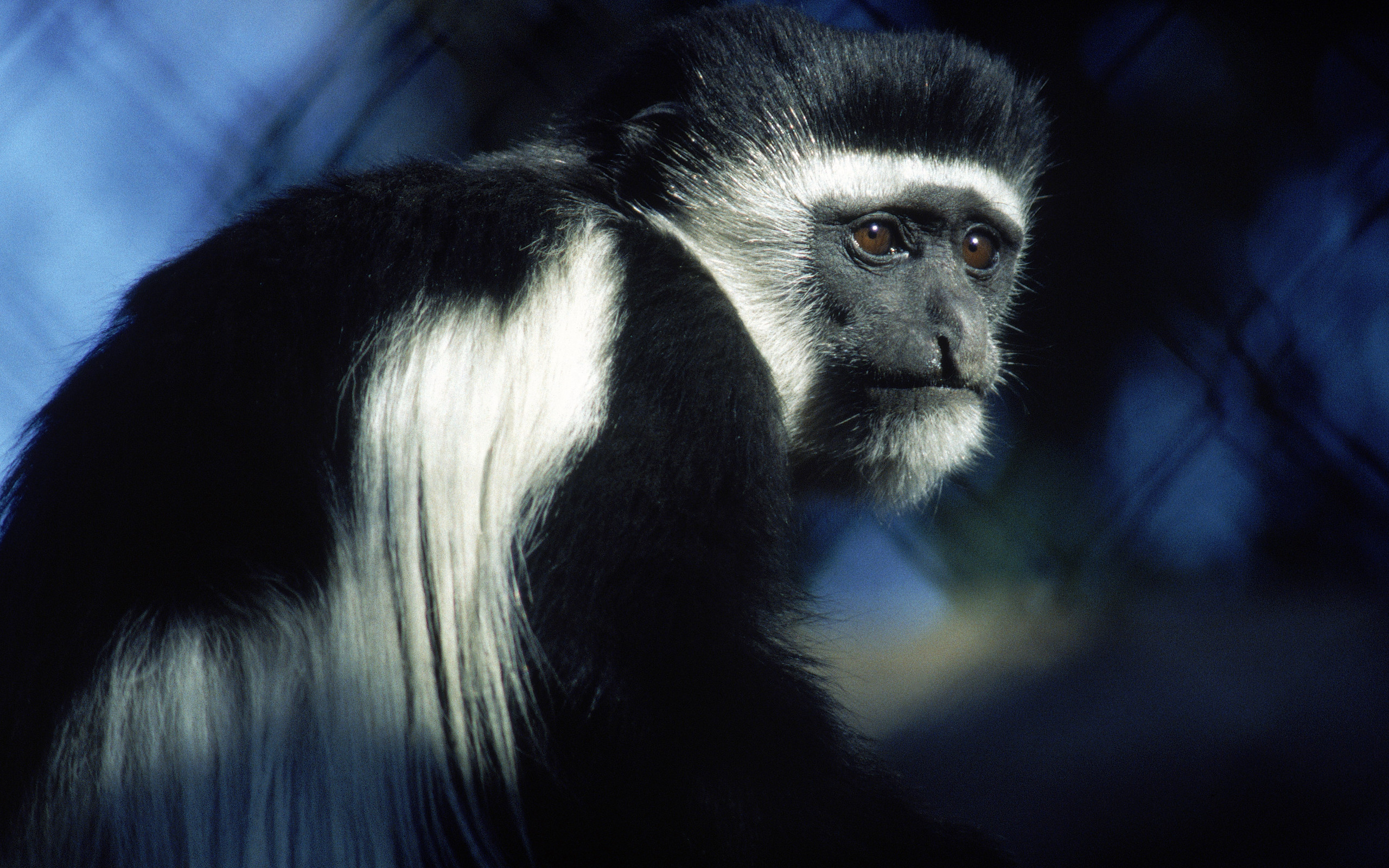 Download mobile wallpaper Animal, Colobus Monkey for free.