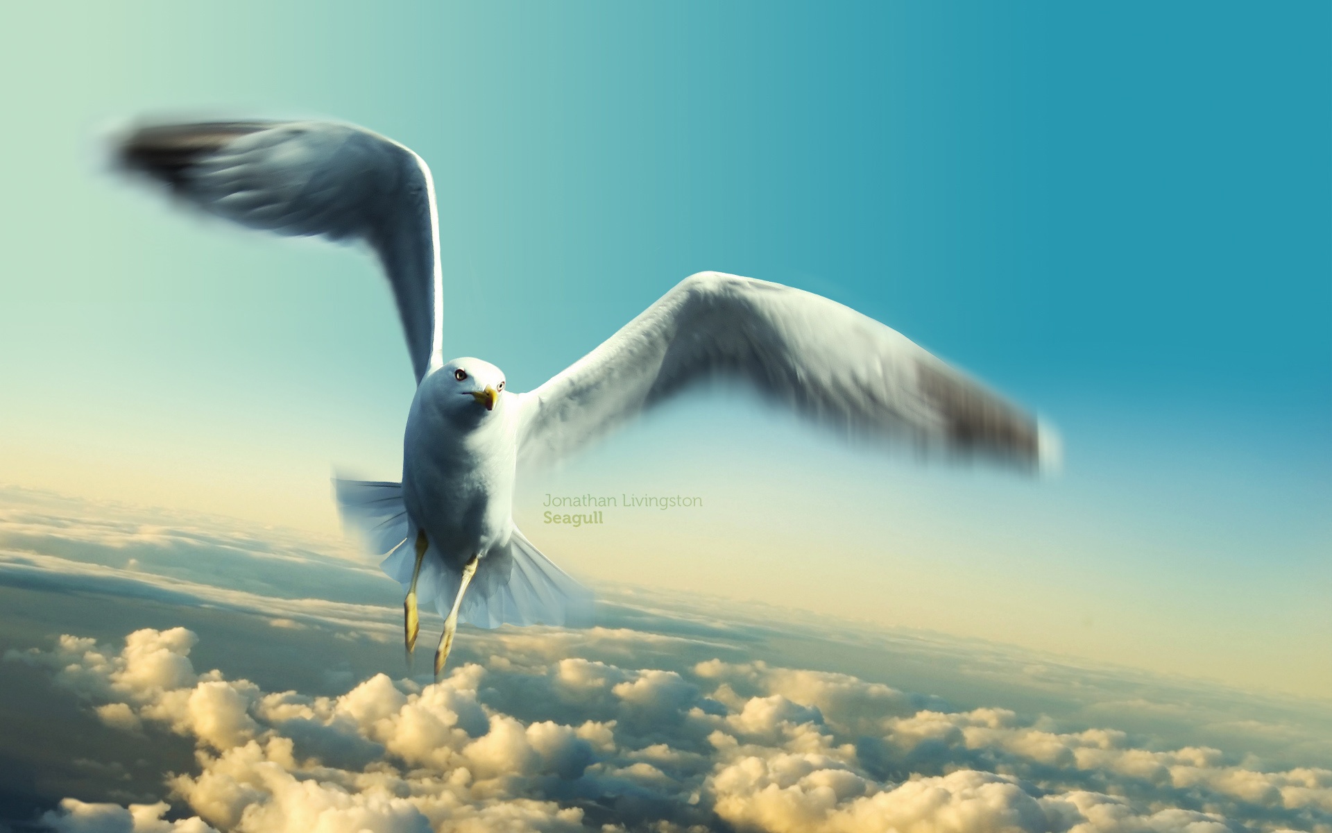 Download mobile wallpaper Seagull, Birds, Animal for free.