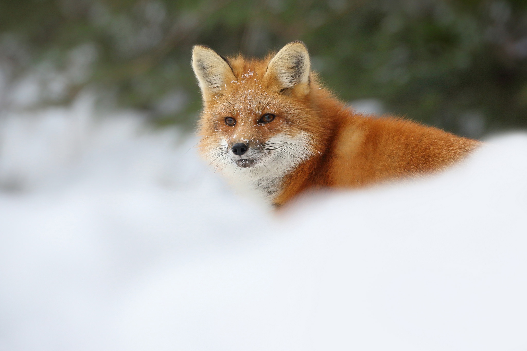 Download mobile wallpaper Fox, Animal for free.