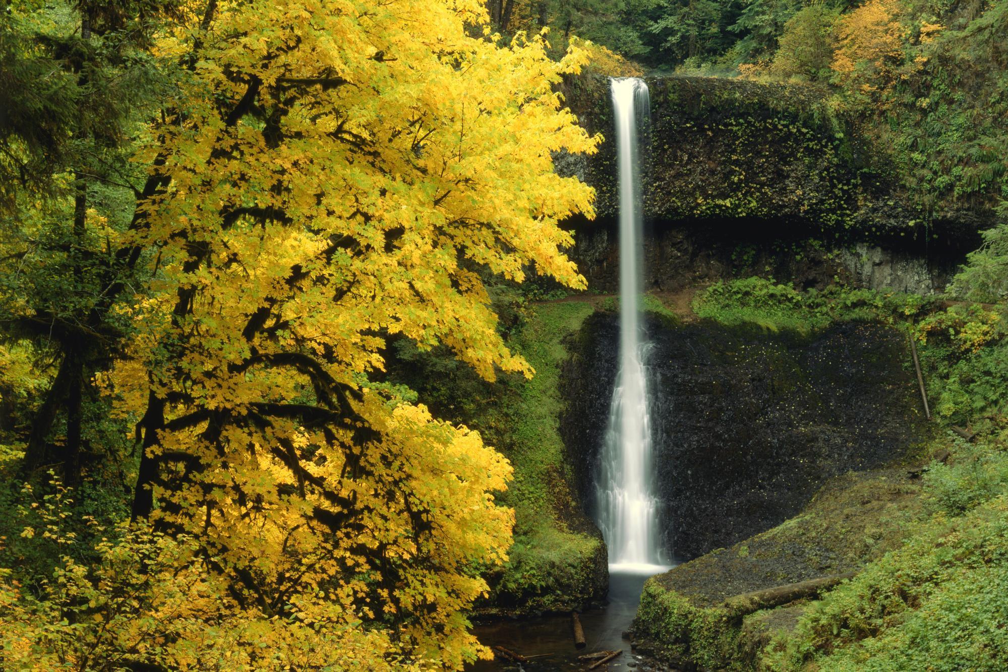 earth, waterfall, moss, nature, tree, vegetation, waterfalls