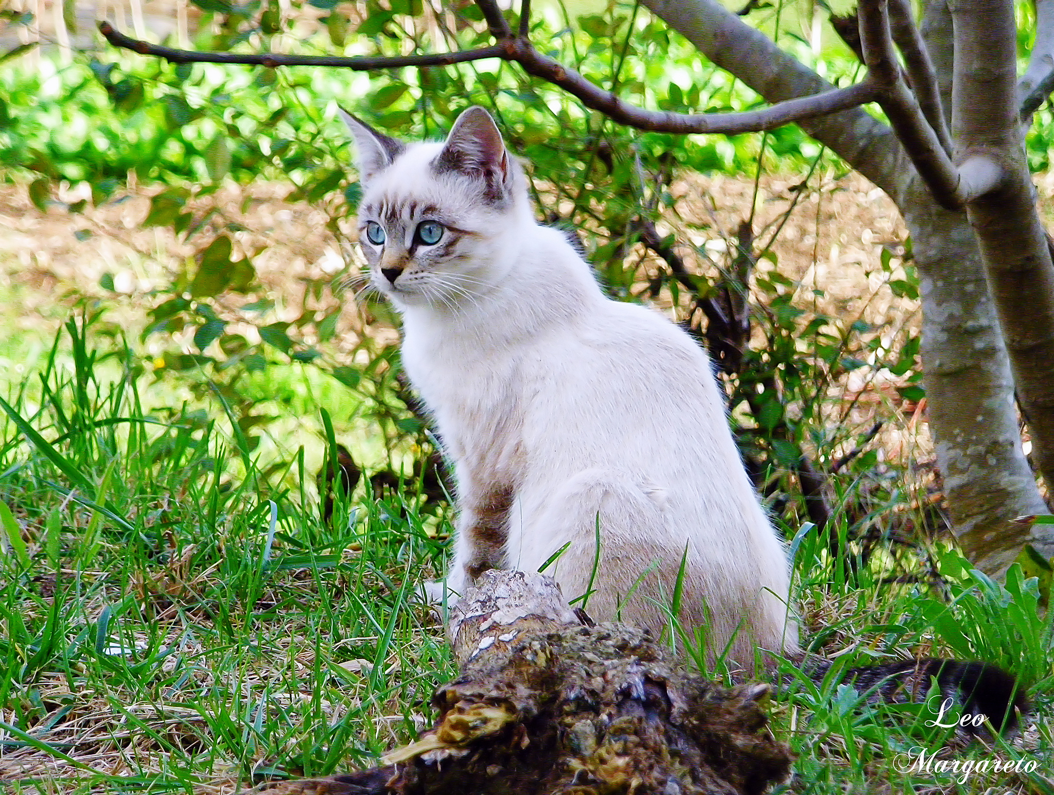 Handy-Wallpaper Tiere, Katzen, Katze kostenlos herunterladen.