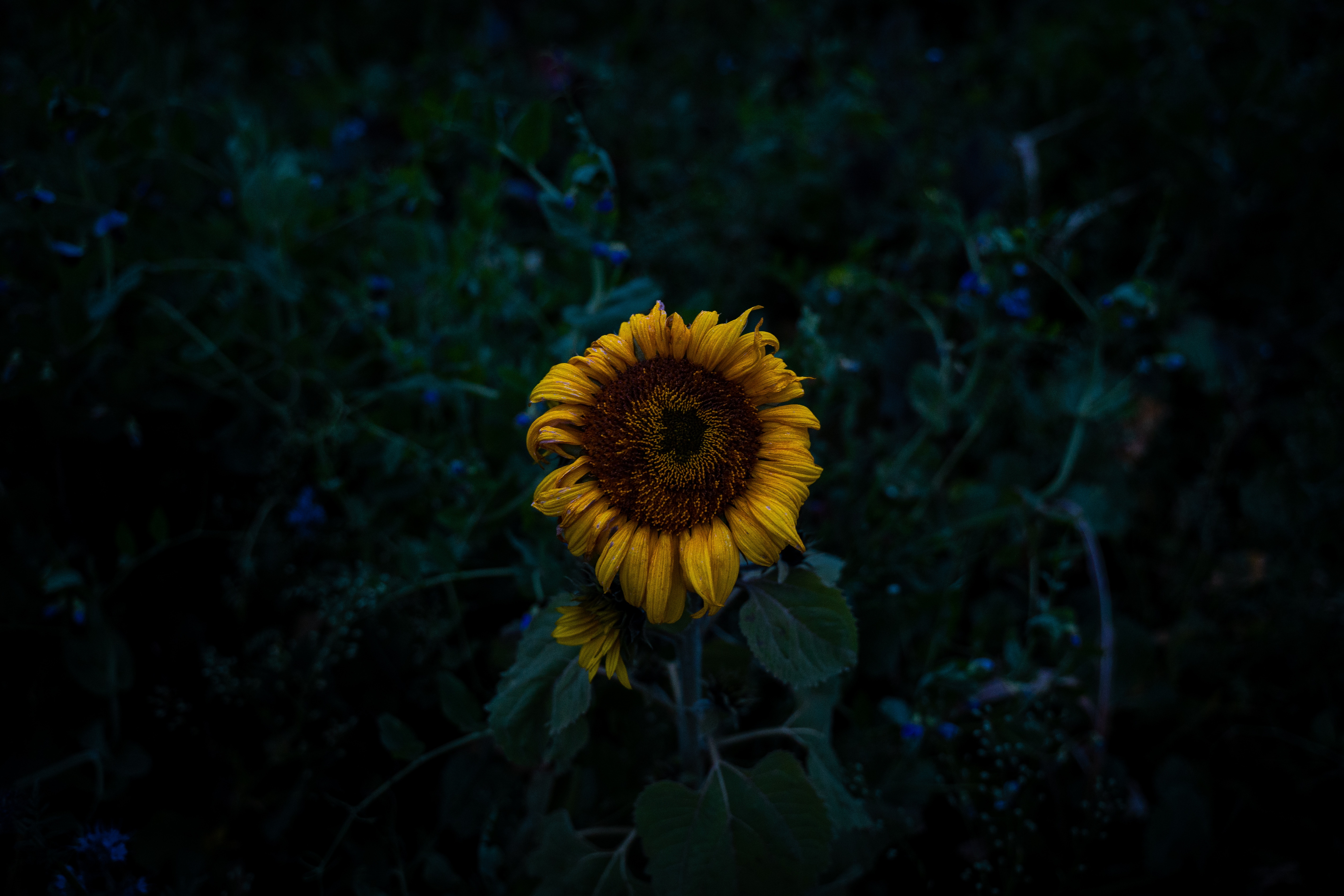 71056 завантажити картинку квіти, жовтий, темний, поле, соняшник, цвіте, розквітає - шпалери і заставки безкоштовно