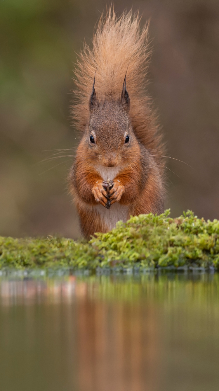 Handy-Wallpaper Tiere, Eichhörnchen, Nagetier kostenlos herunterladen.