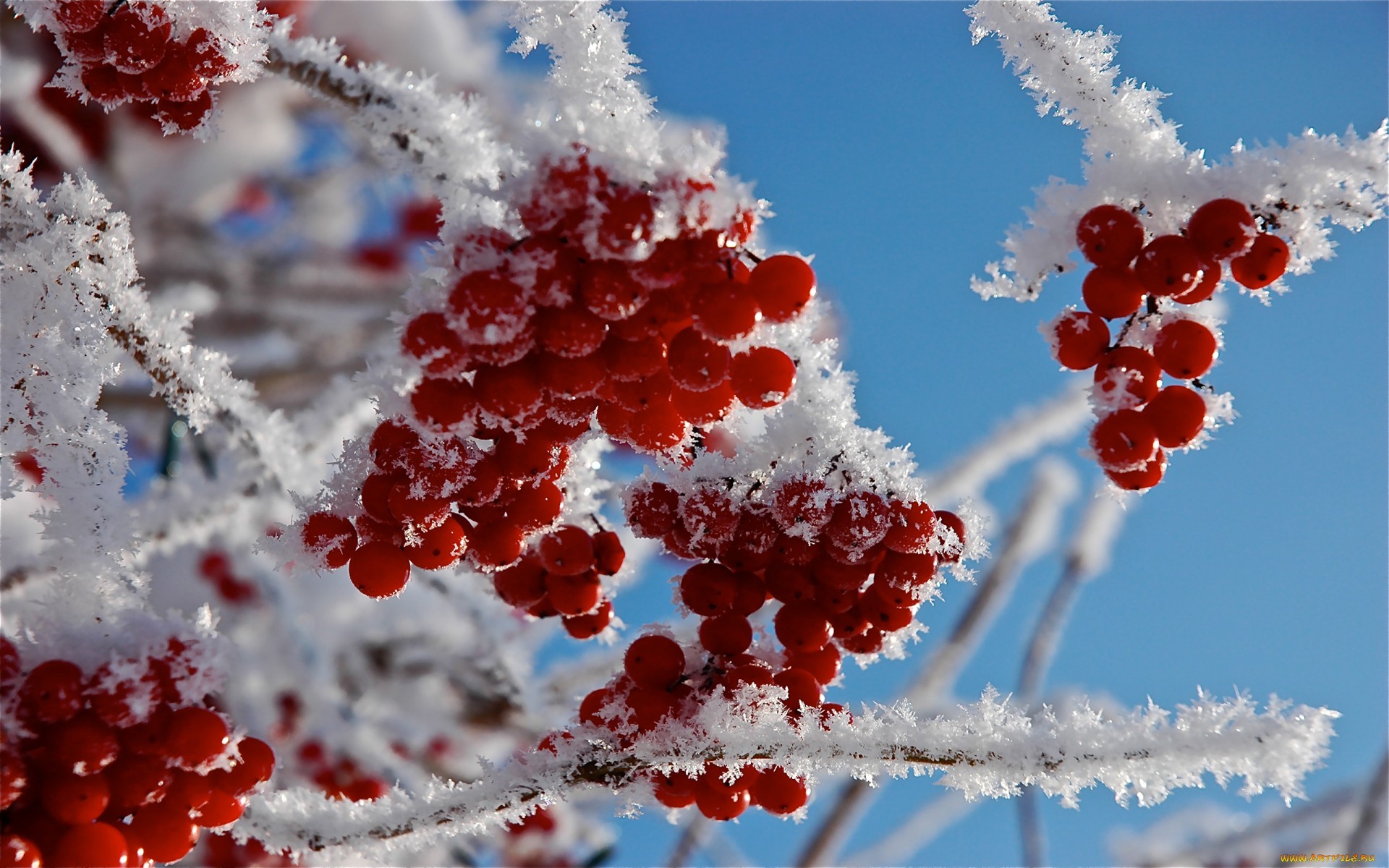 1920x1080 Background food, plants, winter, snow, berries