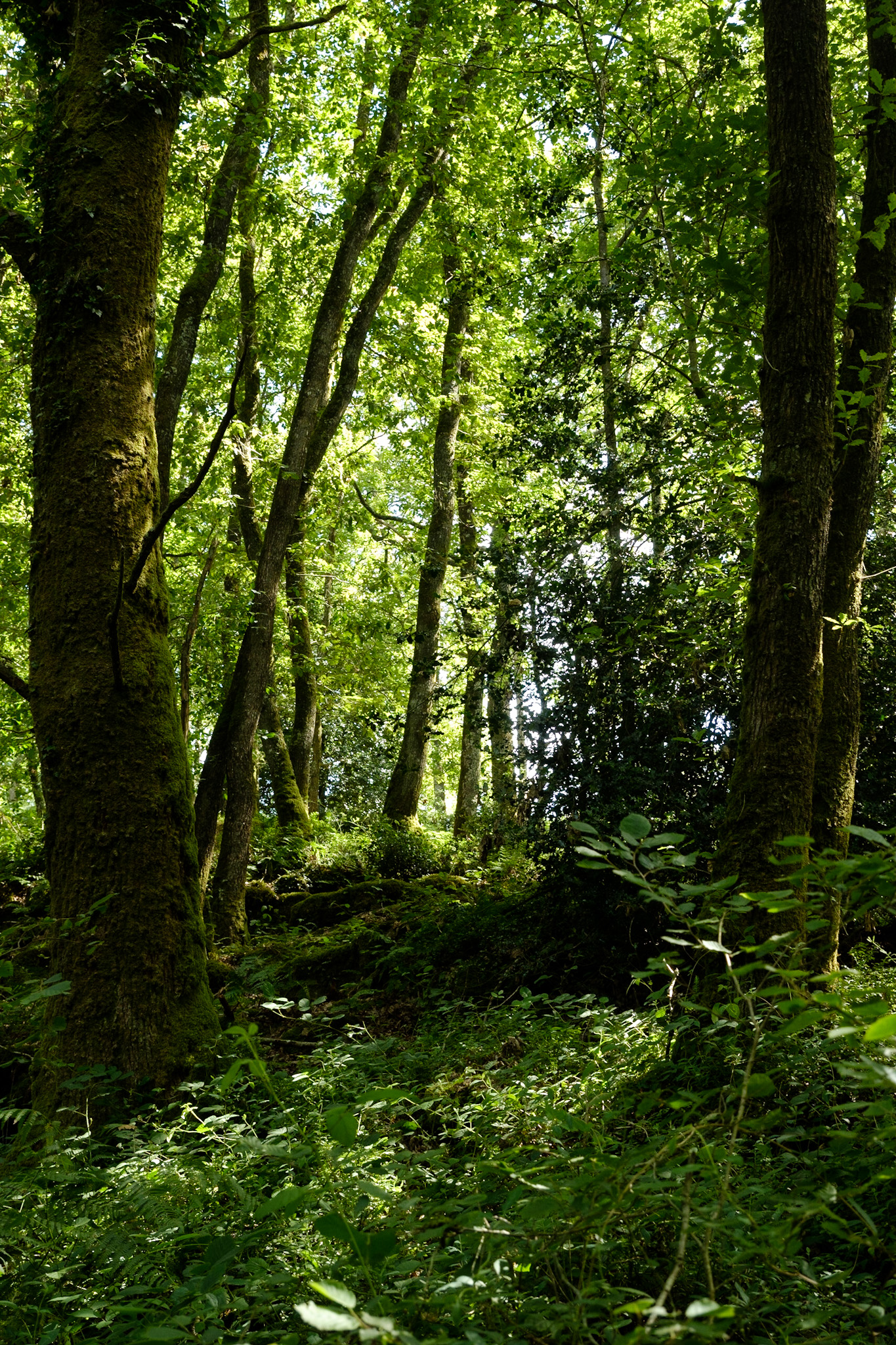 Скачати мобільні шпалери Природа, Відділень, Дерева, Гілки, Трава, Ліс безкоштовно.