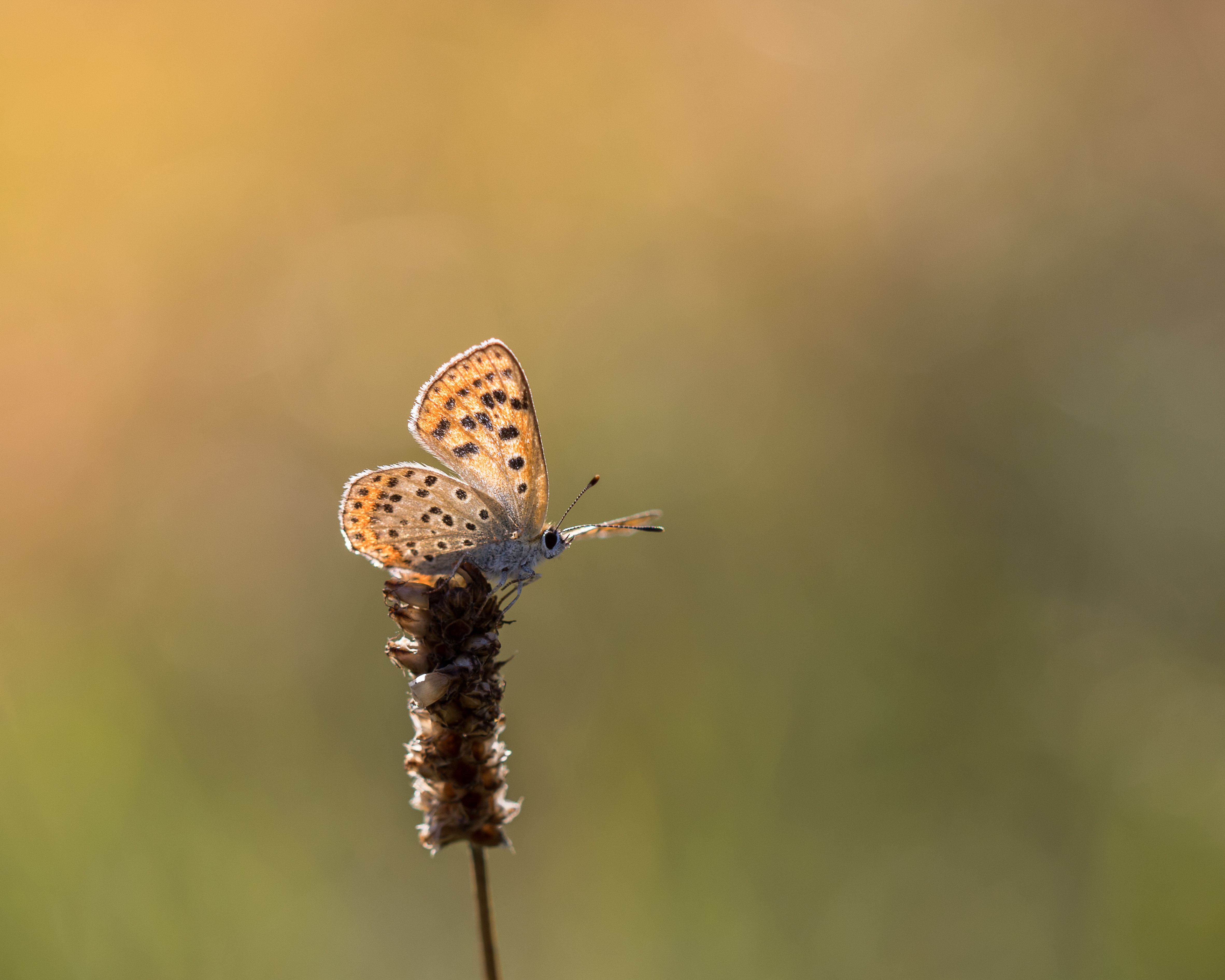 Free download wallpaper Plant, Macro, Brown, Butterfly on your PC desktop