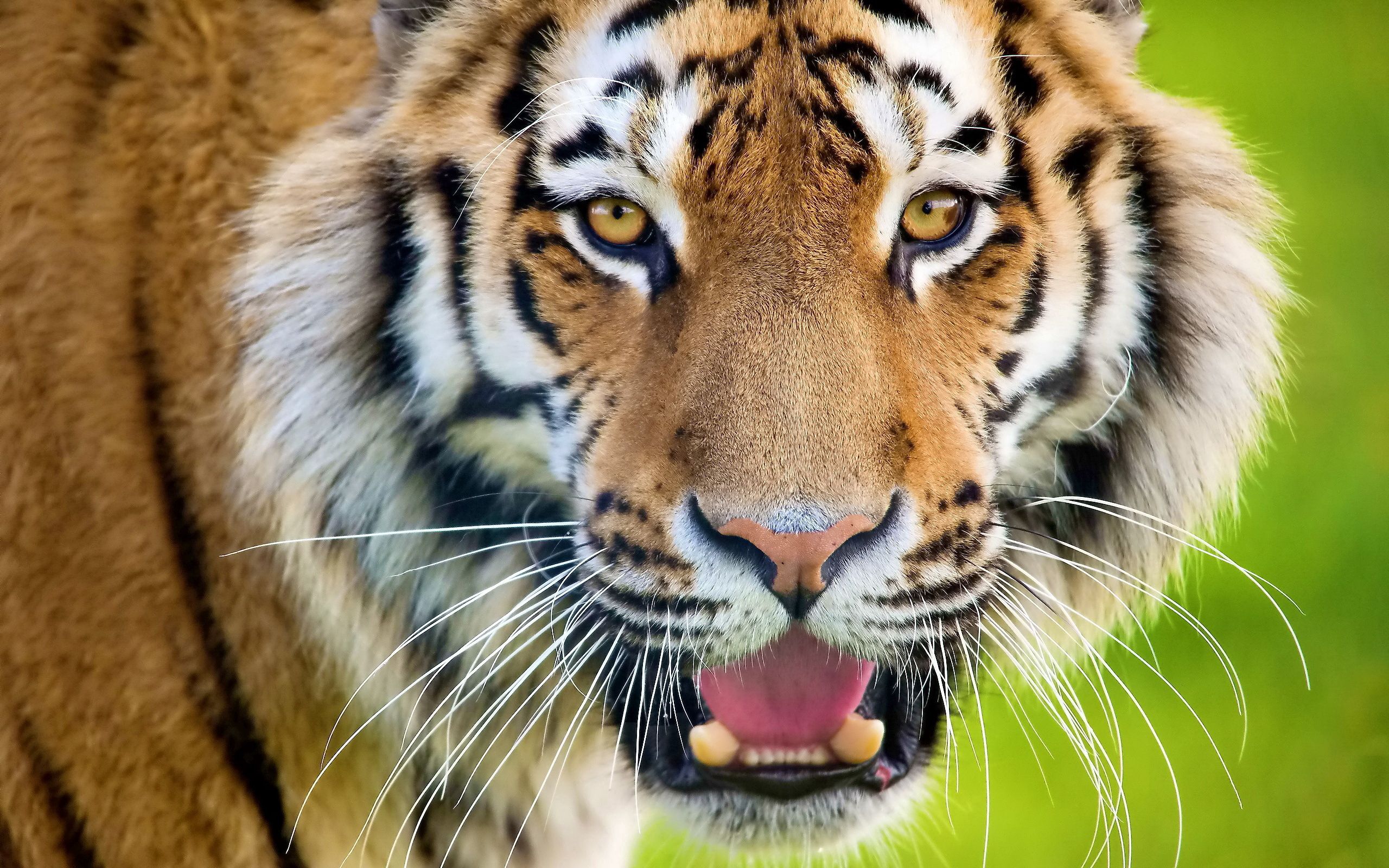 animals, muzzle, predator, tiger, open mouth, surprise, astonishment