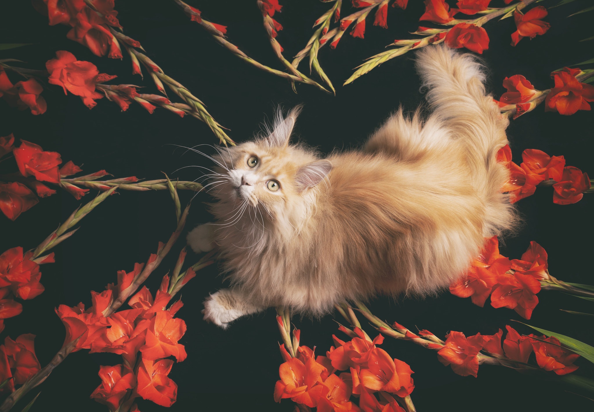 483504 descargar imagen animales, gato, gladiolo, coon de maine, flor roja, gatos: fondos de pantalla y protectores de pantalla gratis