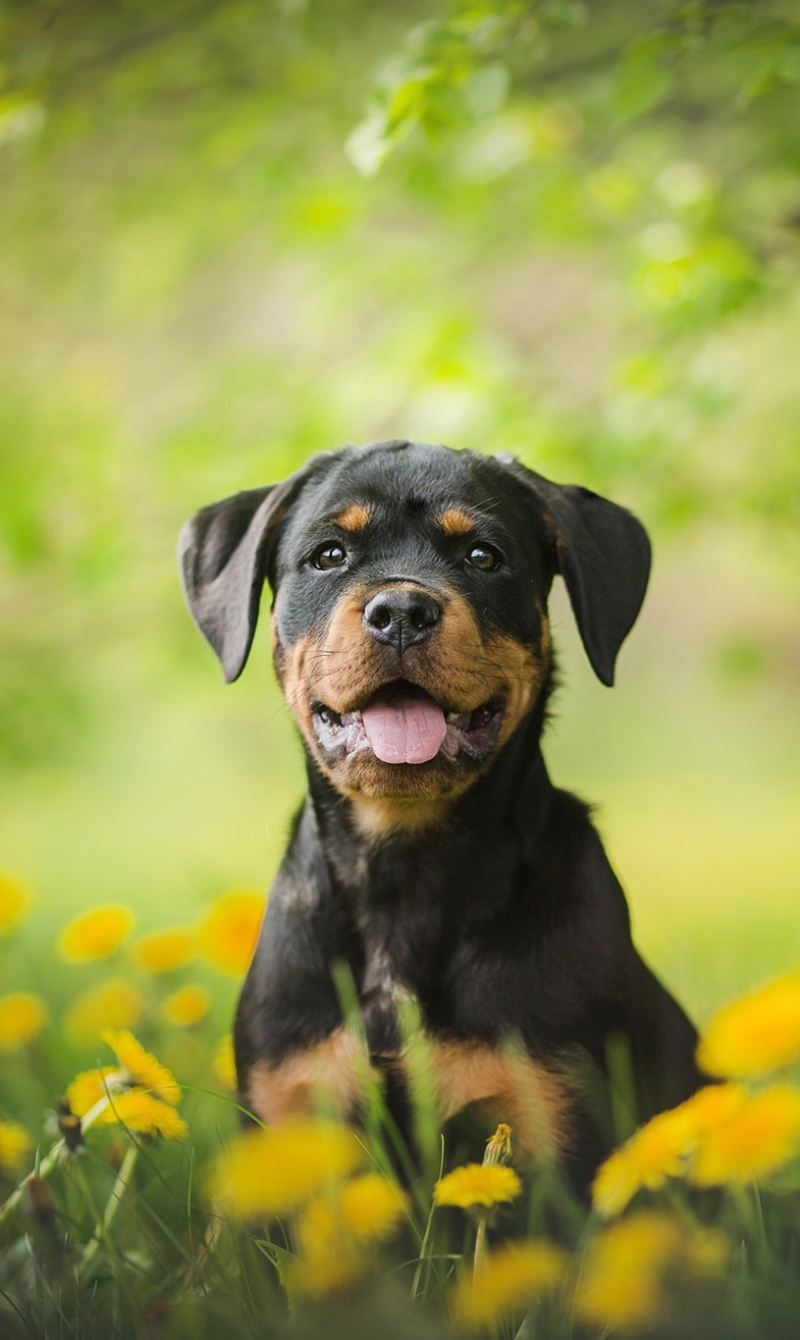 Download mobile wallpaper Dogs, Flower, Dog, Animal, Puppy, Dandelion, Rottweiler, Baby Animal for free.