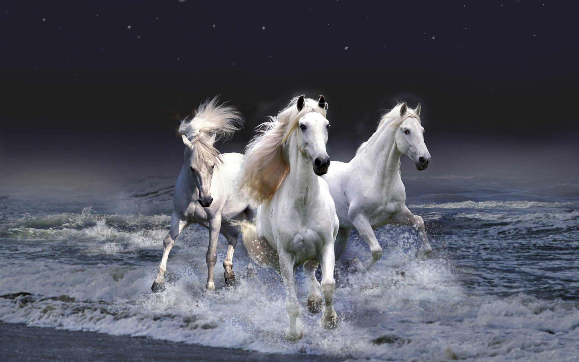163048壁紙のダウンロード動物, 馬, ファンタジー, 海洋, 海, 白-スクリーンセーバーと写真を無料で